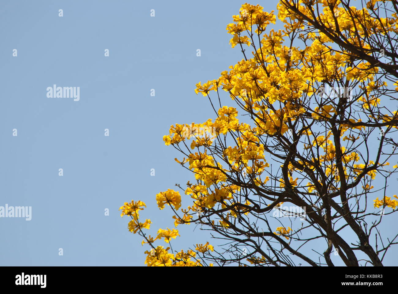Tabebuia aurea Fotos und Bildmaterial in hoher Auflösung Alamy