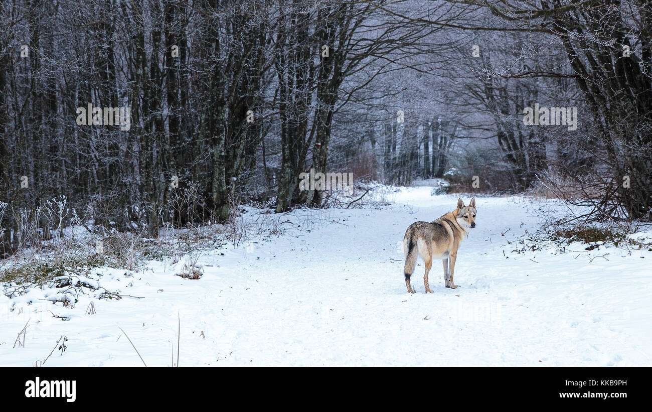 Zwei tschechoslowakische Golfhound, die im Schnee spielen - Monte Fumaiolo, Italien - 2017 Stockfoto