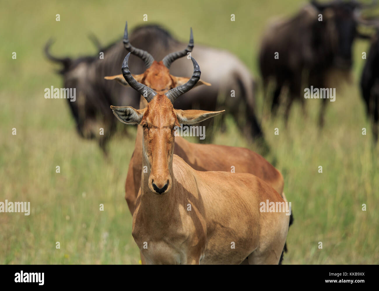 Die kuhantilopen, auch bekannt als kongoni, ist eine afrikanische Antilope. Stockfoto