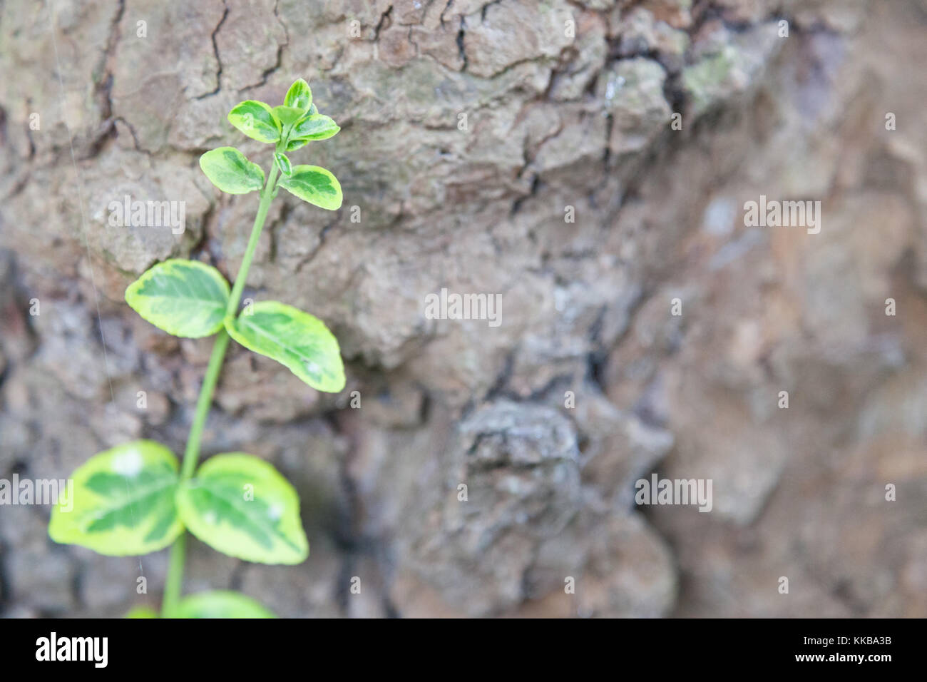 Nahaufnahme von grüne Pflanze vor der rauhen Rinde Stockfoto