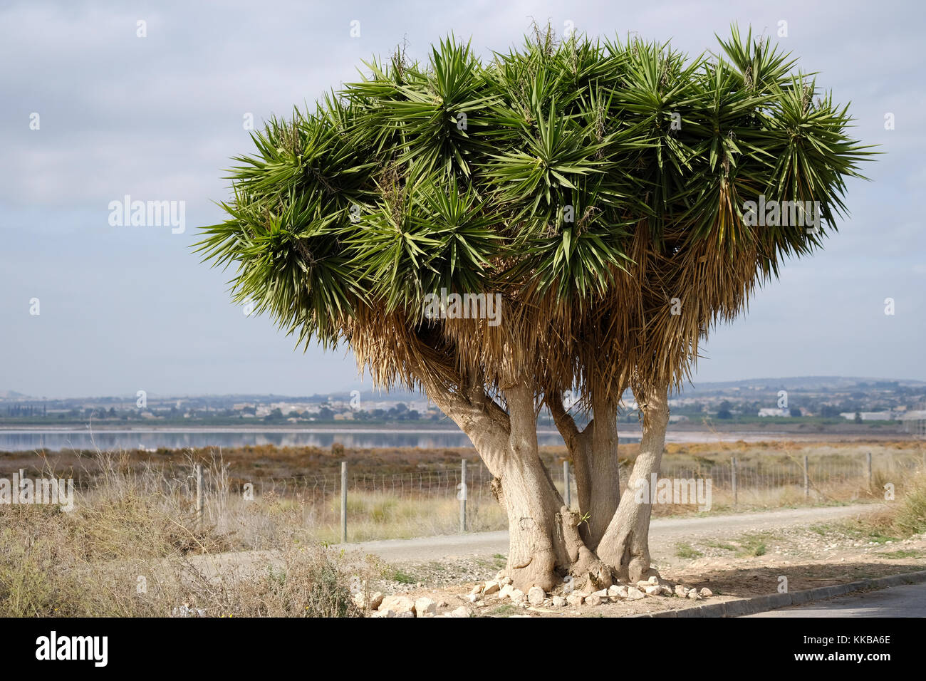 Drachenblutbaum in der Nähe der Las Salinas von Torrevieja. Spanien Stockfoto