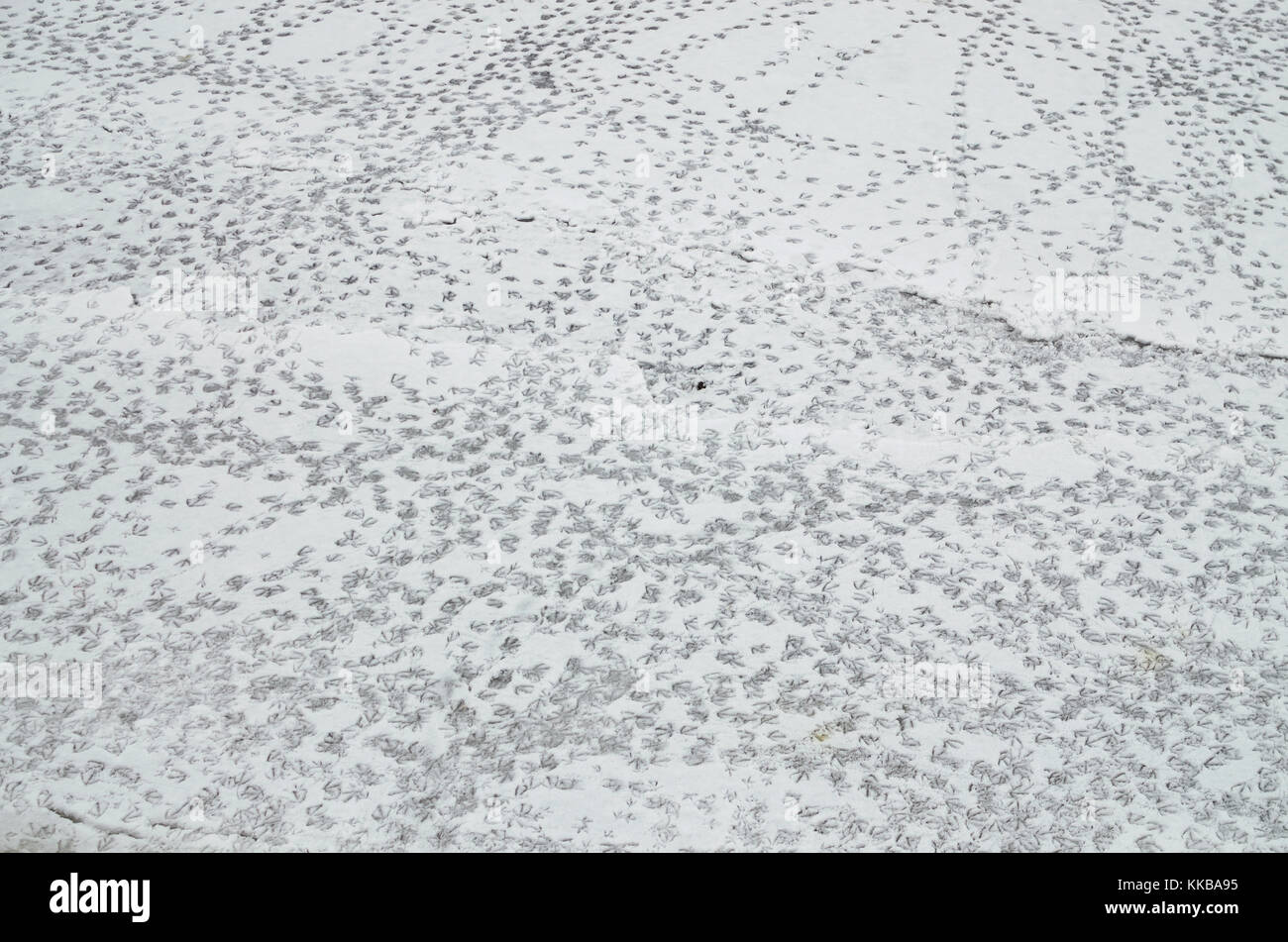 Auf dem Fluss, Enten im Schnee Spuren hinterlassen und ihre Füße. Stockfoto