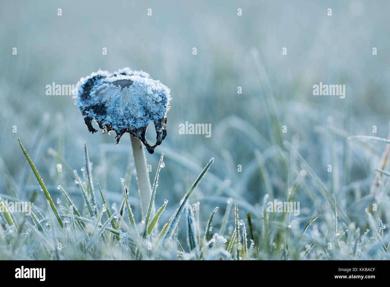 Shaggy Inkcap Pilze (Coprinus comatus) in Frost an einem Wintermorgen abgedeckt. Cahir, Tipperary, Irland. Stockfoto