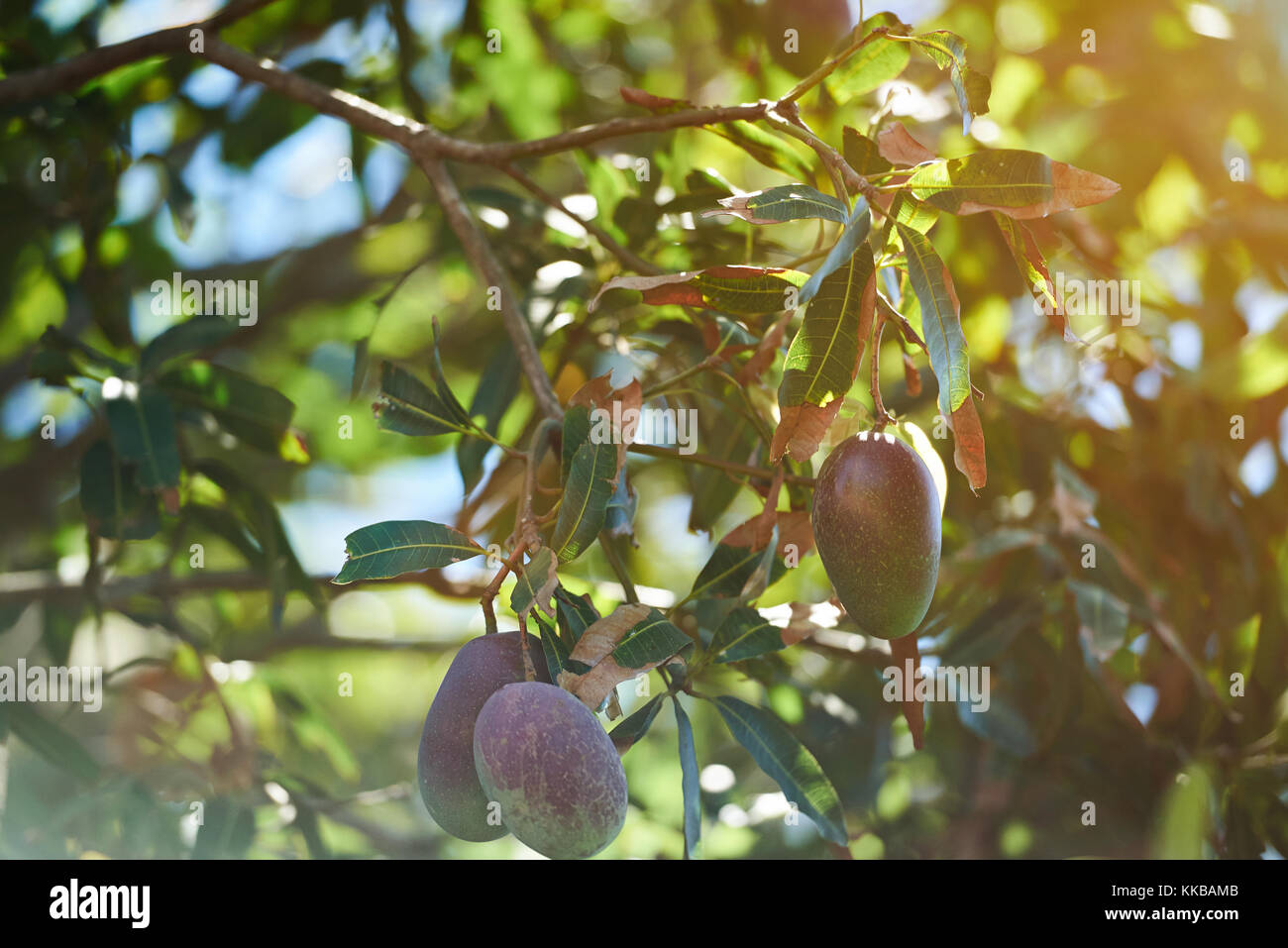 Bunte rote und grüne Mango Früchte hängen draußen auf Baum im sonnigen Licht Tag Stockfoto