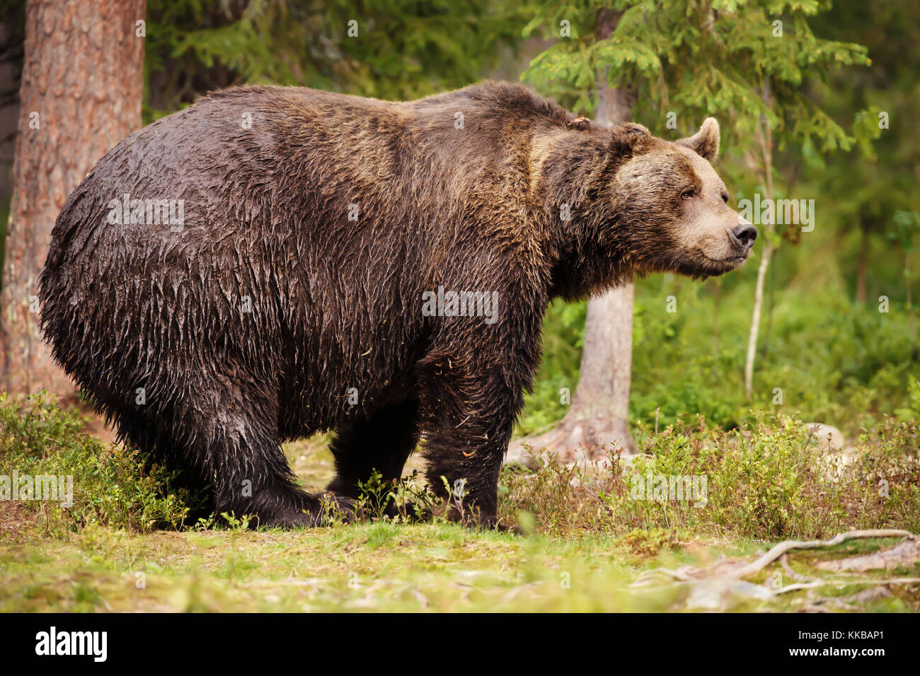 Riesige eurasische Braunbär stehend in der Finnischen taiga Wald im Sommer Stockfoto