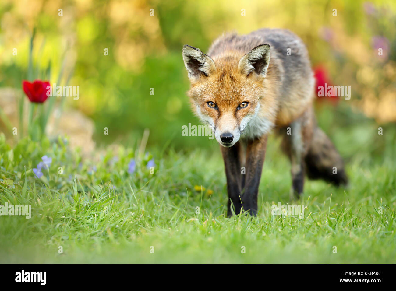 Nahaufnahme der Red Fox stand auf dem Rasen im Garten mit Blumen, UK. Stockfoto