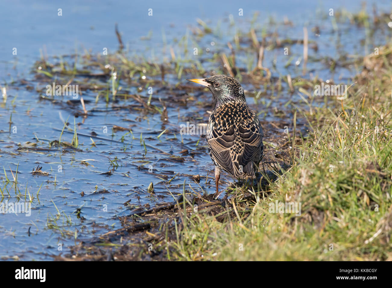 Starling Stockfoto
