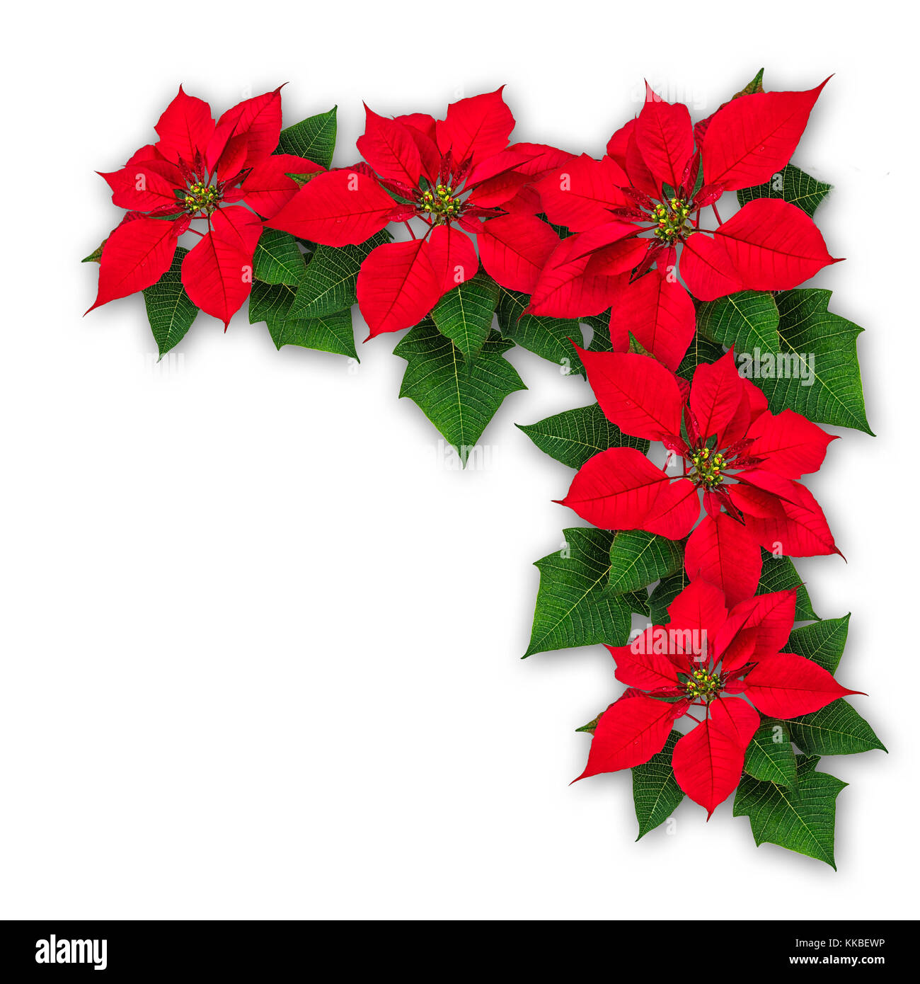 Rot Weihnachtsstern Blumen Dekoration, Euphorbia pulcherrima, christmas ...