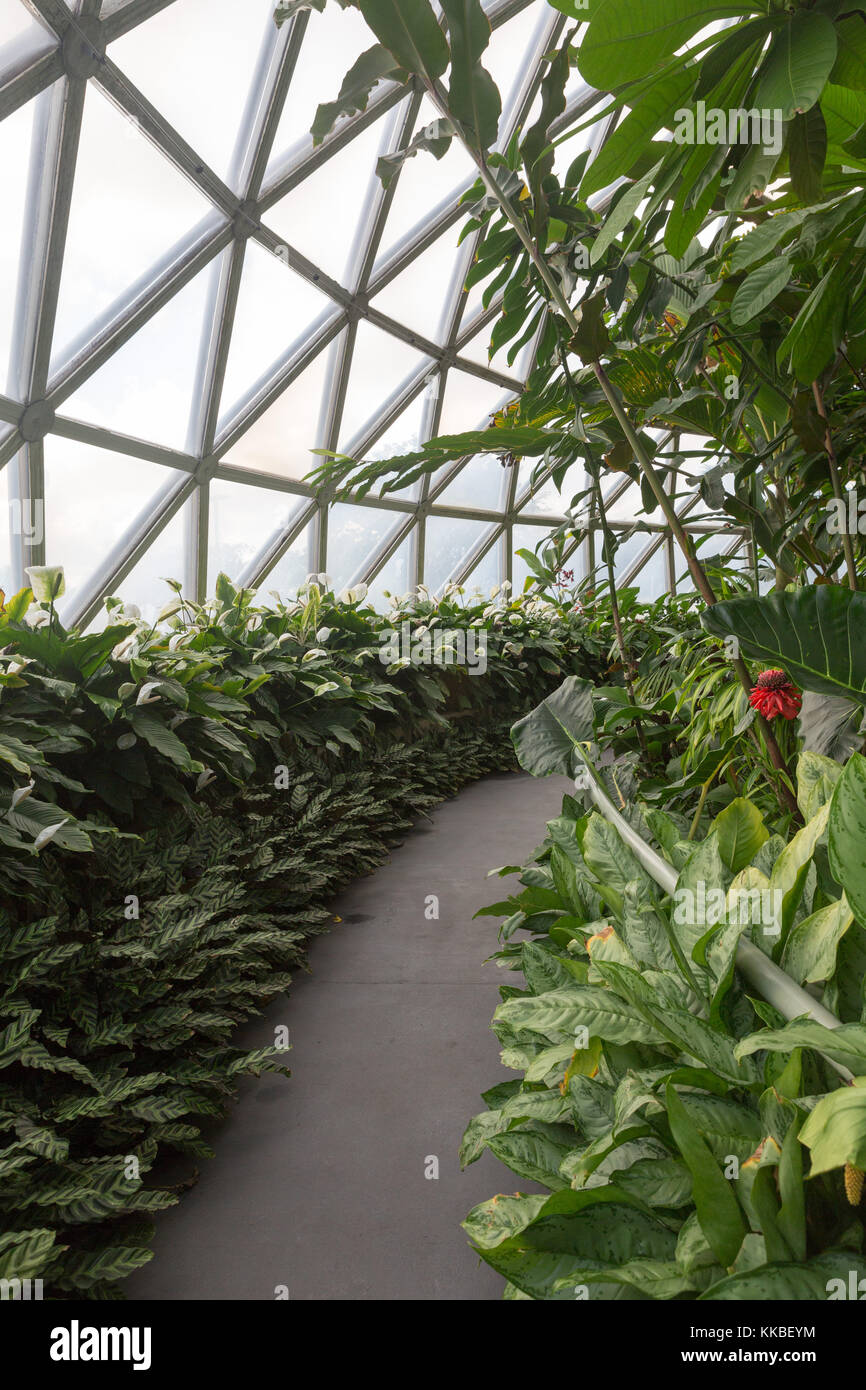 Botanischen Gärten von Brisbane Stockfoto