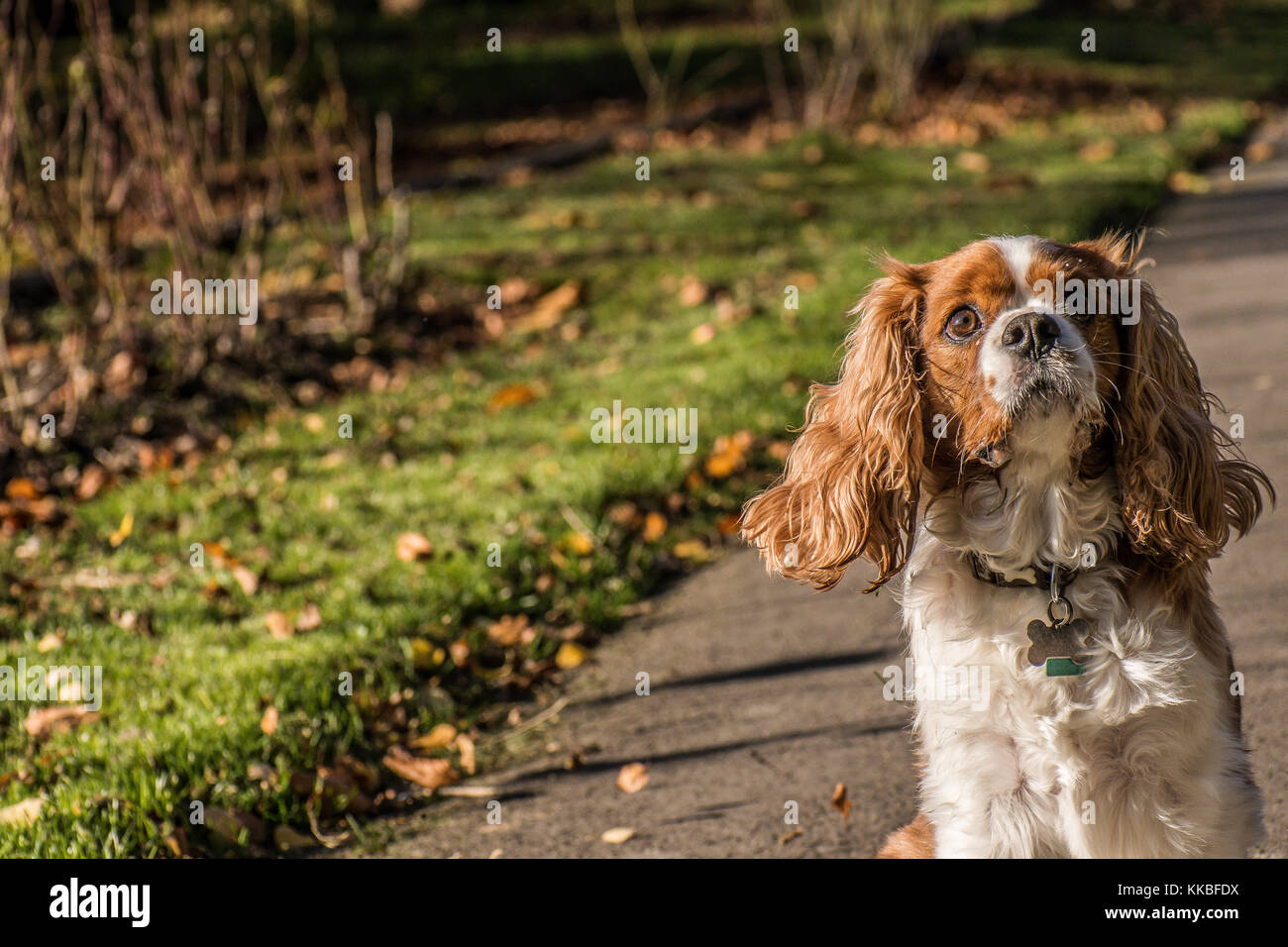 Cavalier King Charles spaniel Stockfoto