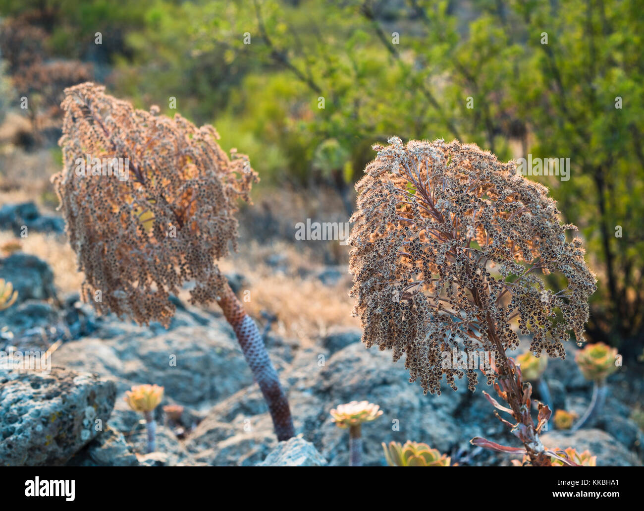 Saatgut Leiter der riesigen hauswurz, Aeonium urbicum, in der Nähe von Arguayo, Teneriffa Stockfoto