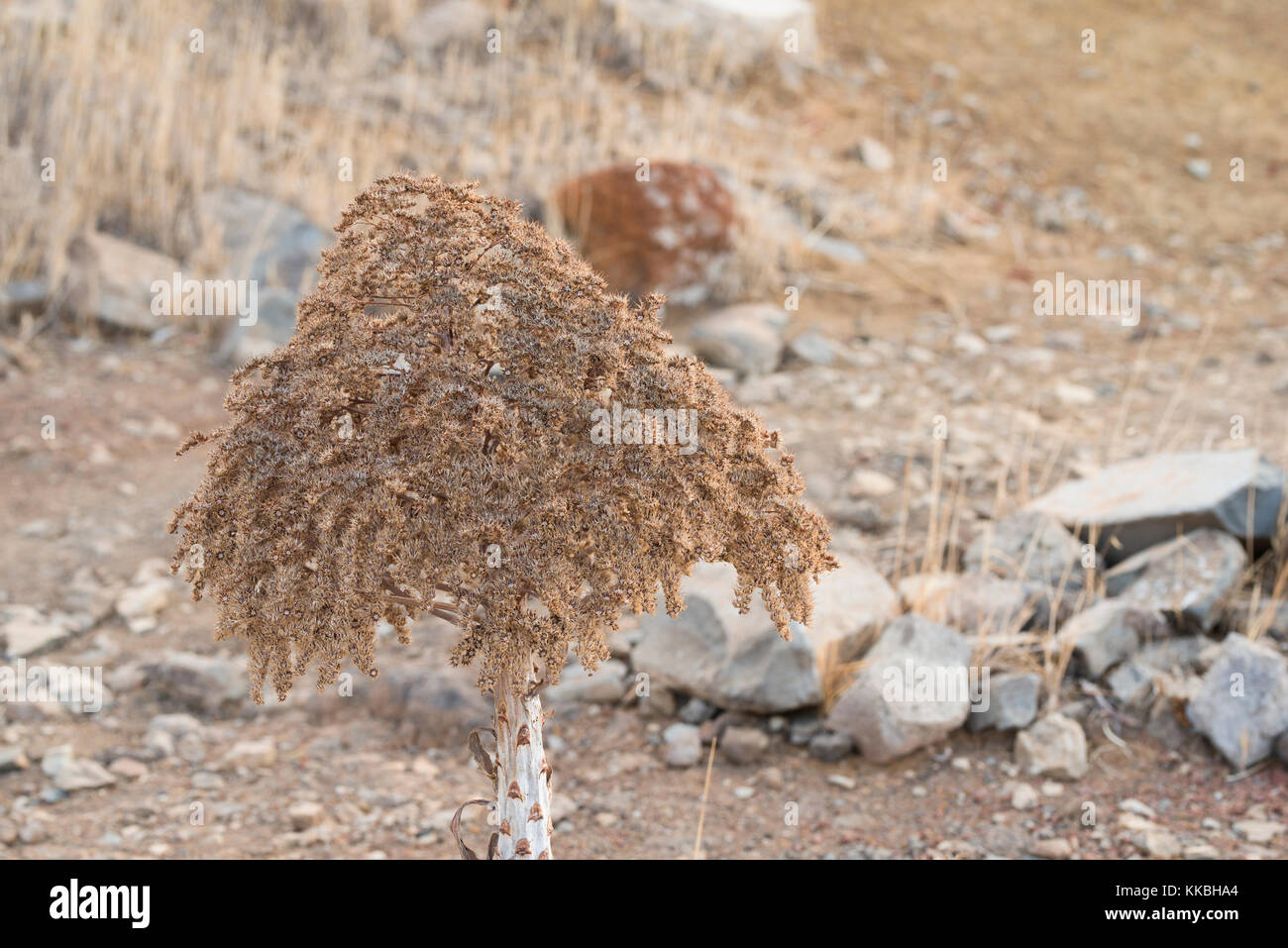 Saatgut Leiter der riesigen hauswurz, Aeonium urbicum, in der Nähe von Arguayo, Teneriffa Stockfoto