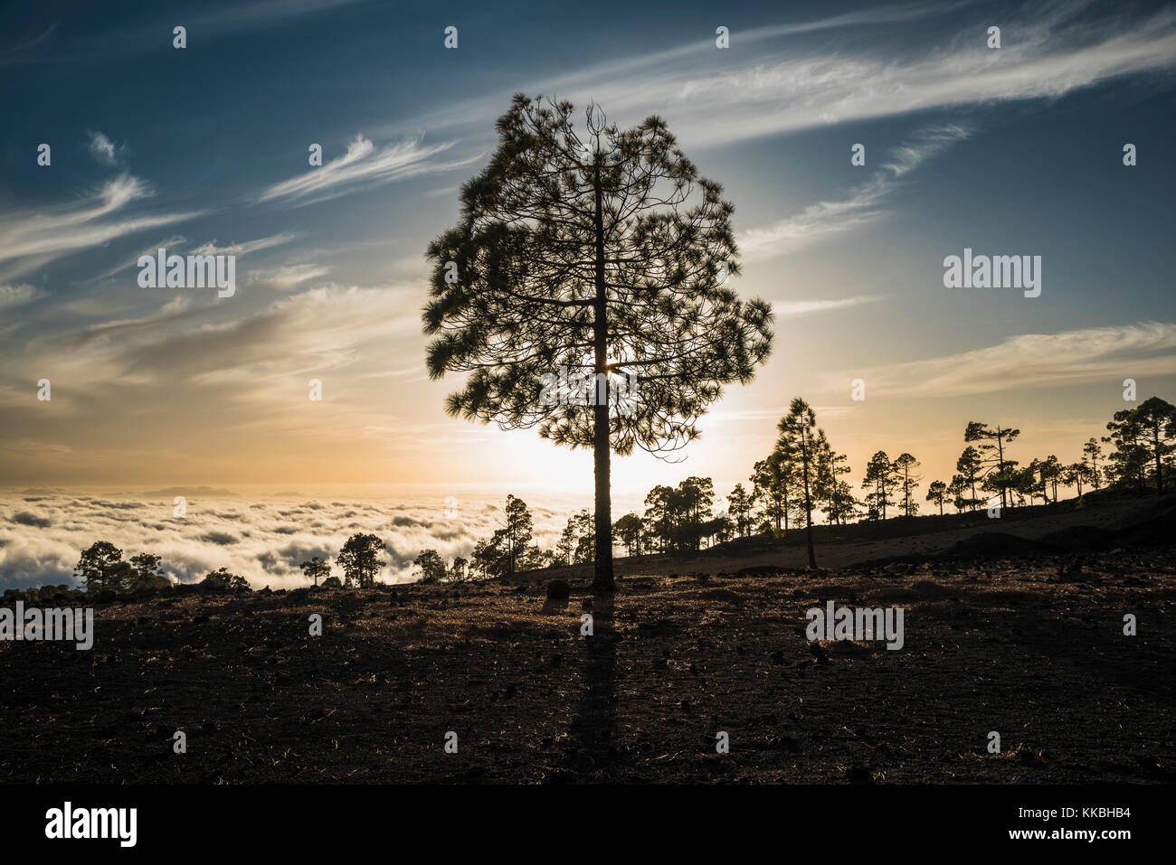Beleuchtete Silhouette der kanarischen Kiefer in native Pinienwald von Teneriffa wachsen auf dunklen vulkanischen Basalt Schlacken und Aschen, kurz vor Sonnenuntergang Stockfoto