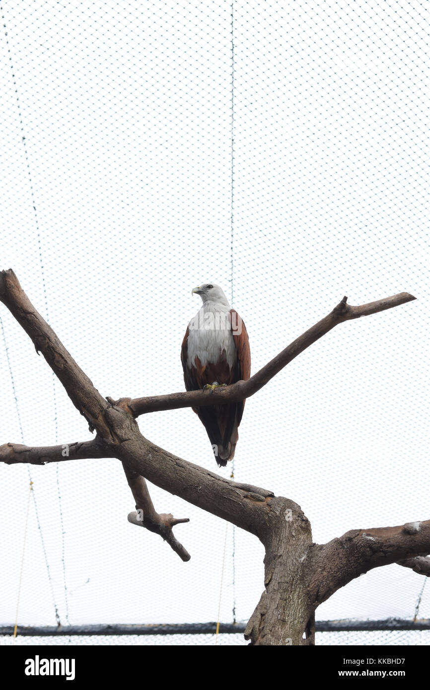 Philippinische Hawk (lawin) ist eine der großen Vögel, die in das Land den Namen gefunden werden können. Sie sind bedroht. Nehmen wir an, Sie zu schützen. Stockfoto