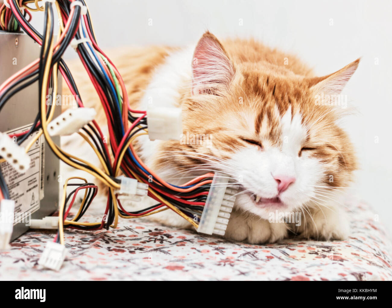 Nach rote Katze und Computer Kabel in Träumen Stockfoto