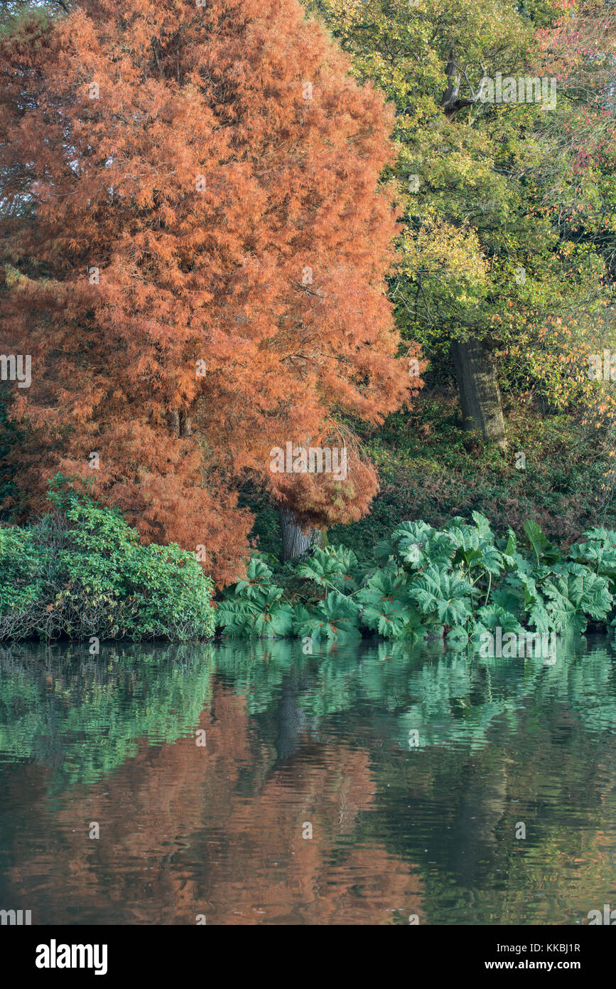 Herbst Farben: Taxodium distichum und Gunnera manicata. Sussex, UK Stockfoto