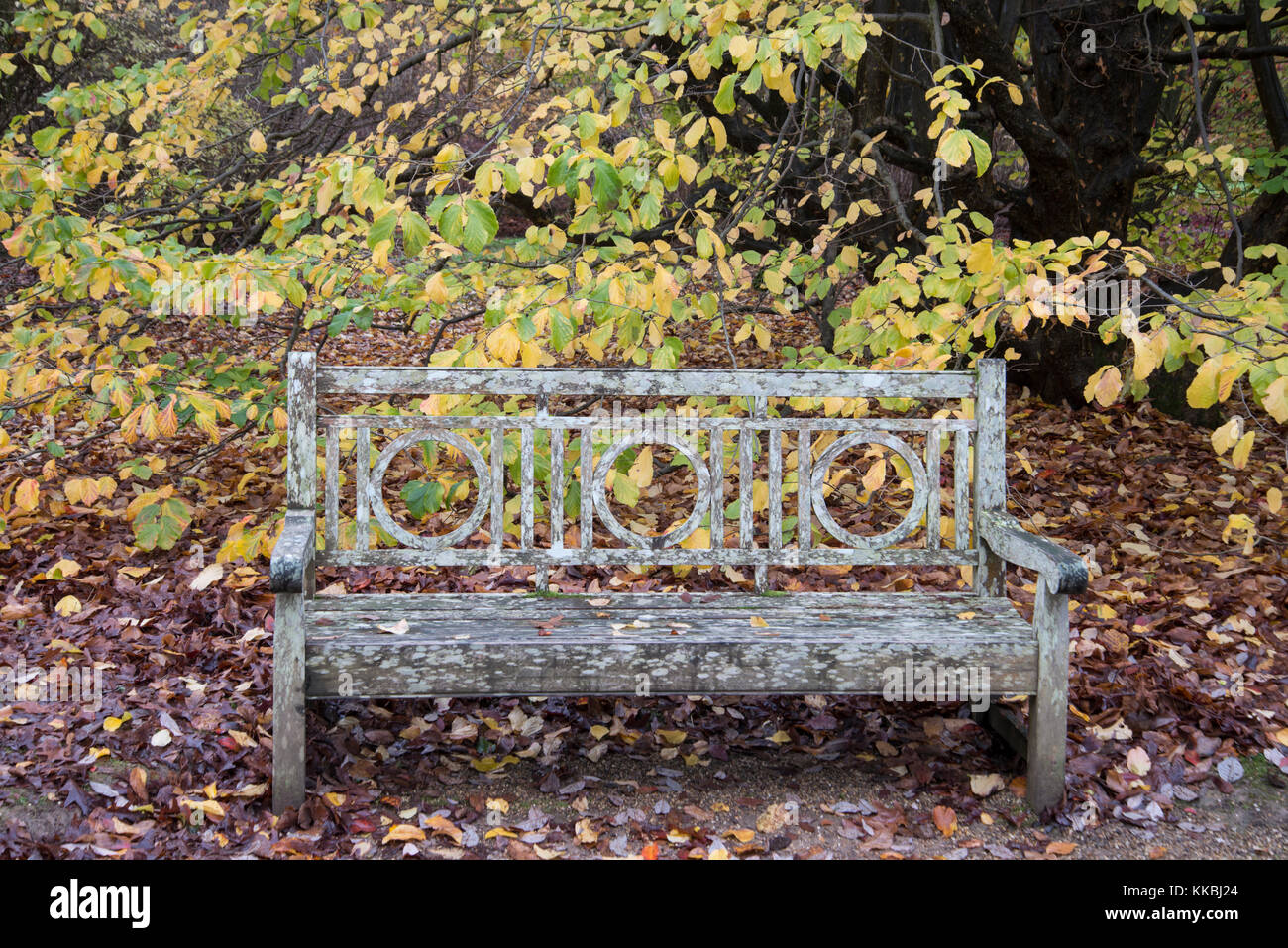 Gartenbank mit Blätter im Herbst. Sussex, UK Stockfoto