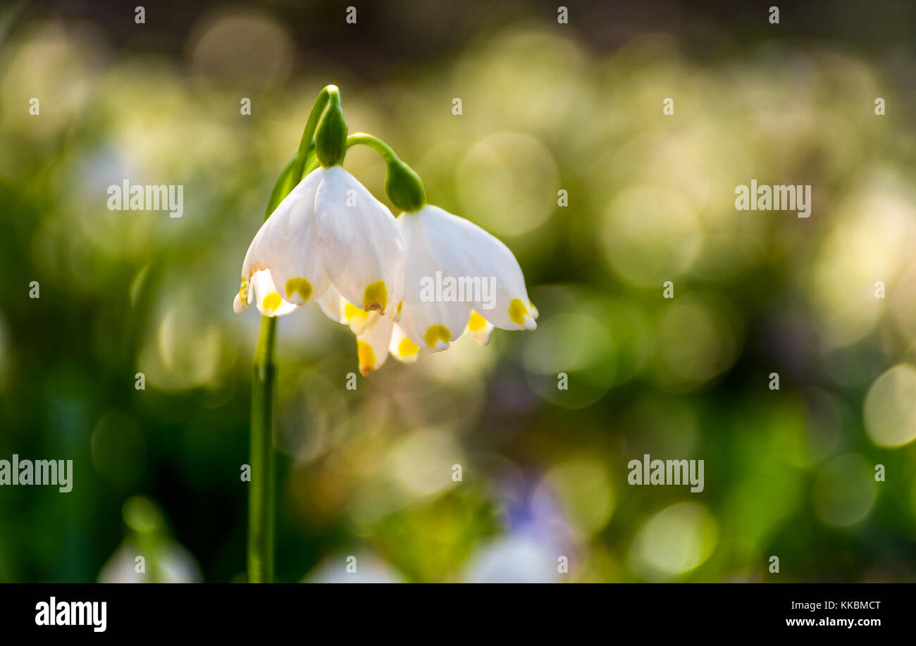 Schönen blühenden weißen Märzenbecher Blumen im Frühling. Schneeflocke auch genannt Sommer Schneeflocke oder loddon Lilie oder Leucojum vernum auf einem Blur Stockfoto