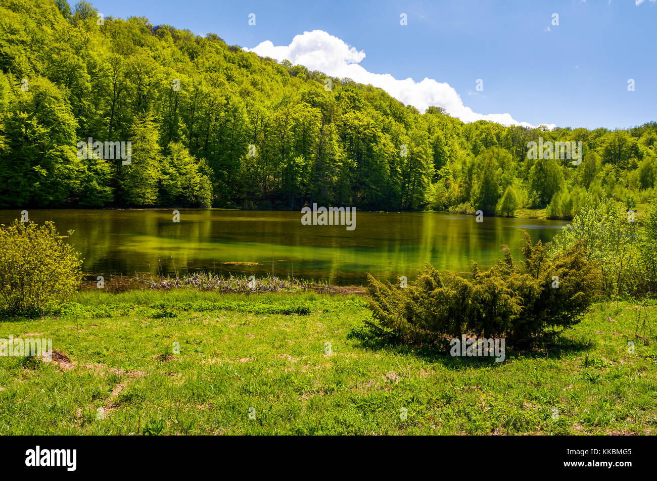 Ufer eines Teiches unter den Wald im Frühling. schöne Natur Landschaft in den Bergen Stockfoto