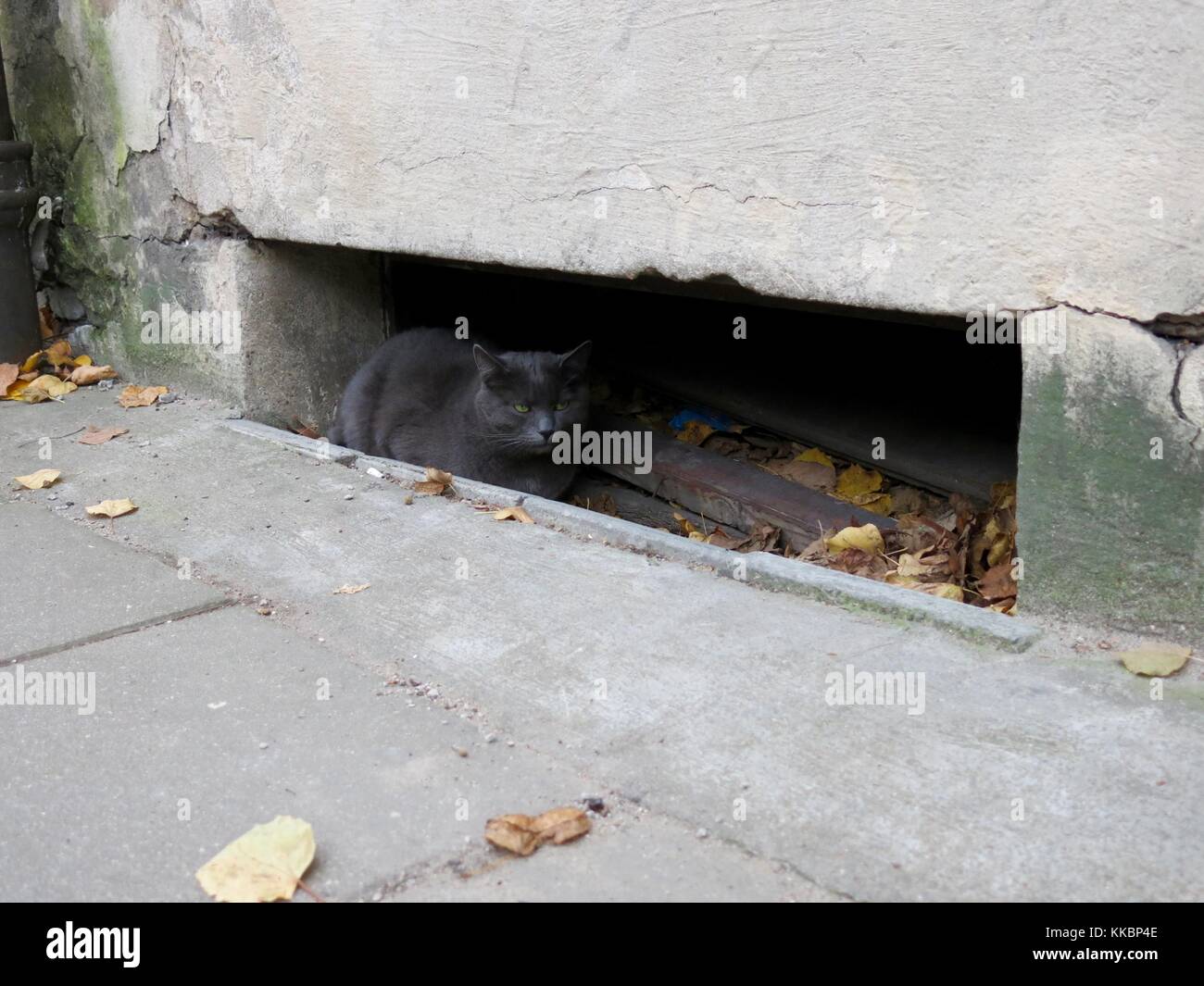 Wildcat ausblenden Vorderansicht Stockfoto