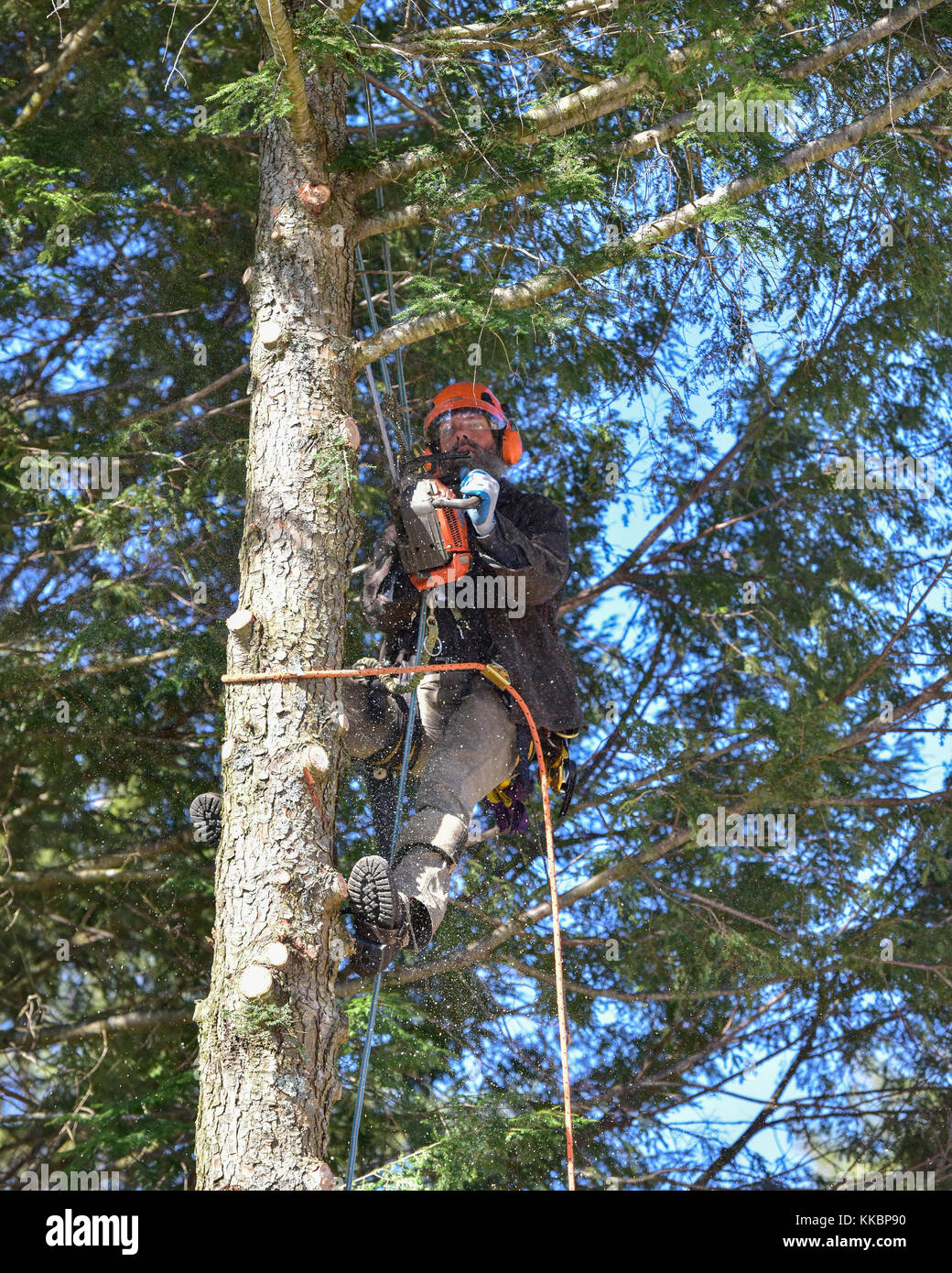 Professionelle baumzüchter Klettern eine große hemlock Baum und das Abschneiden von Ästen. Stockfoto