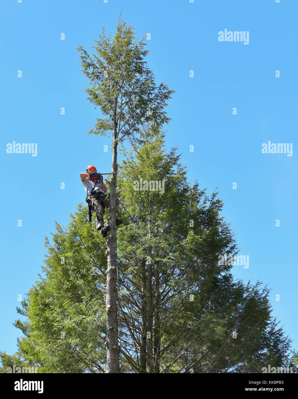 Professionelle baumzüchter Klettern ein hohes hemlock Baum und Abschneiden der Spitze. Stockfoto