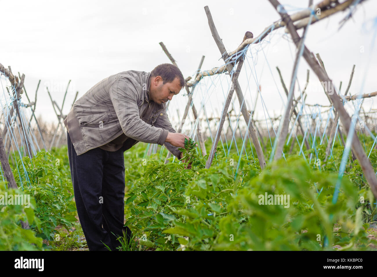 Man Kontrolle tomate Qualität in einer Farm Stockfoto