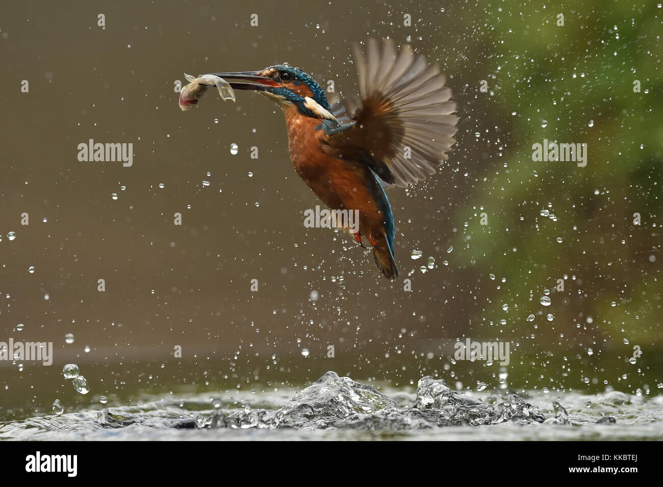 Eisvögel Stockfoto