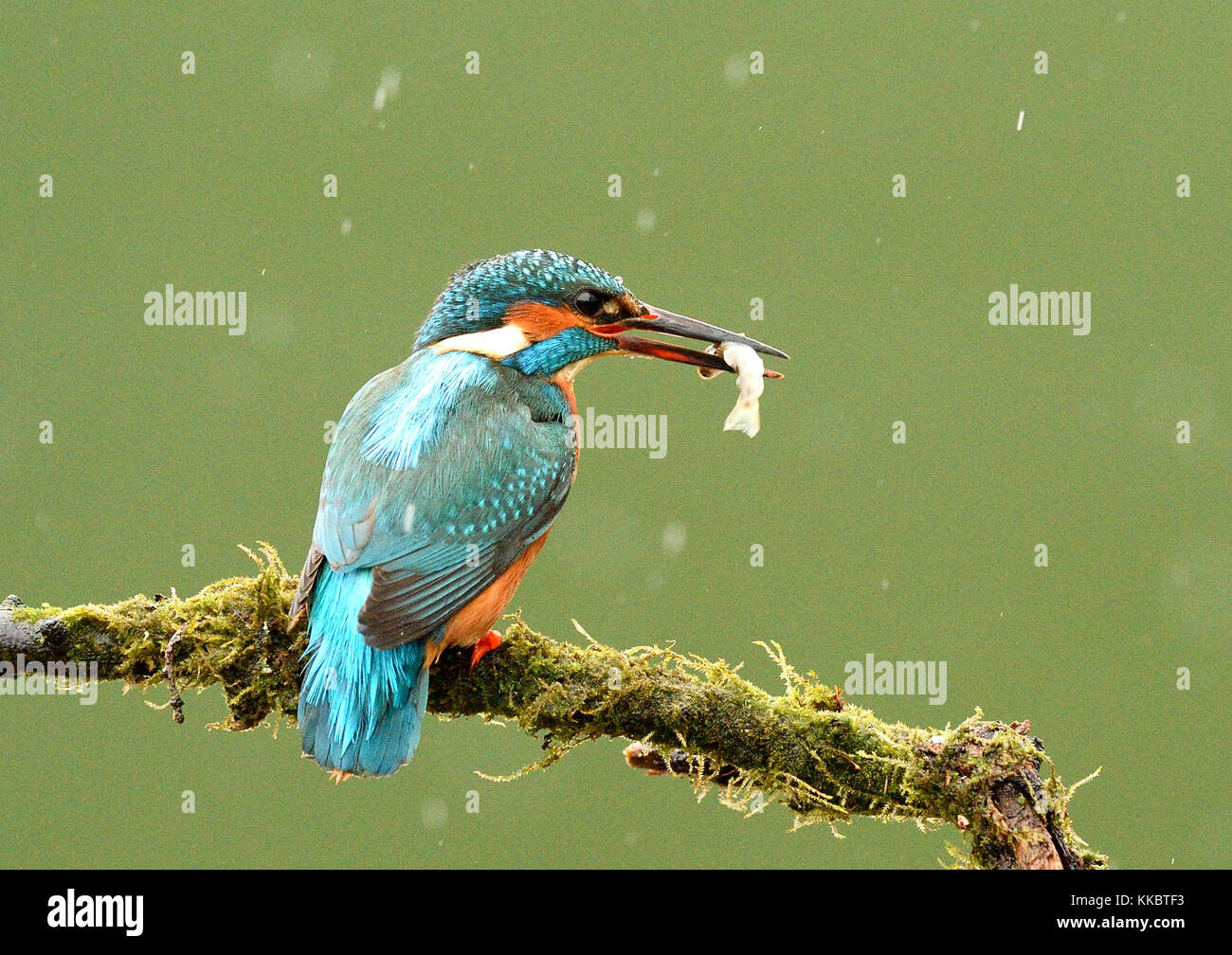 Eisvögel Stockfoto