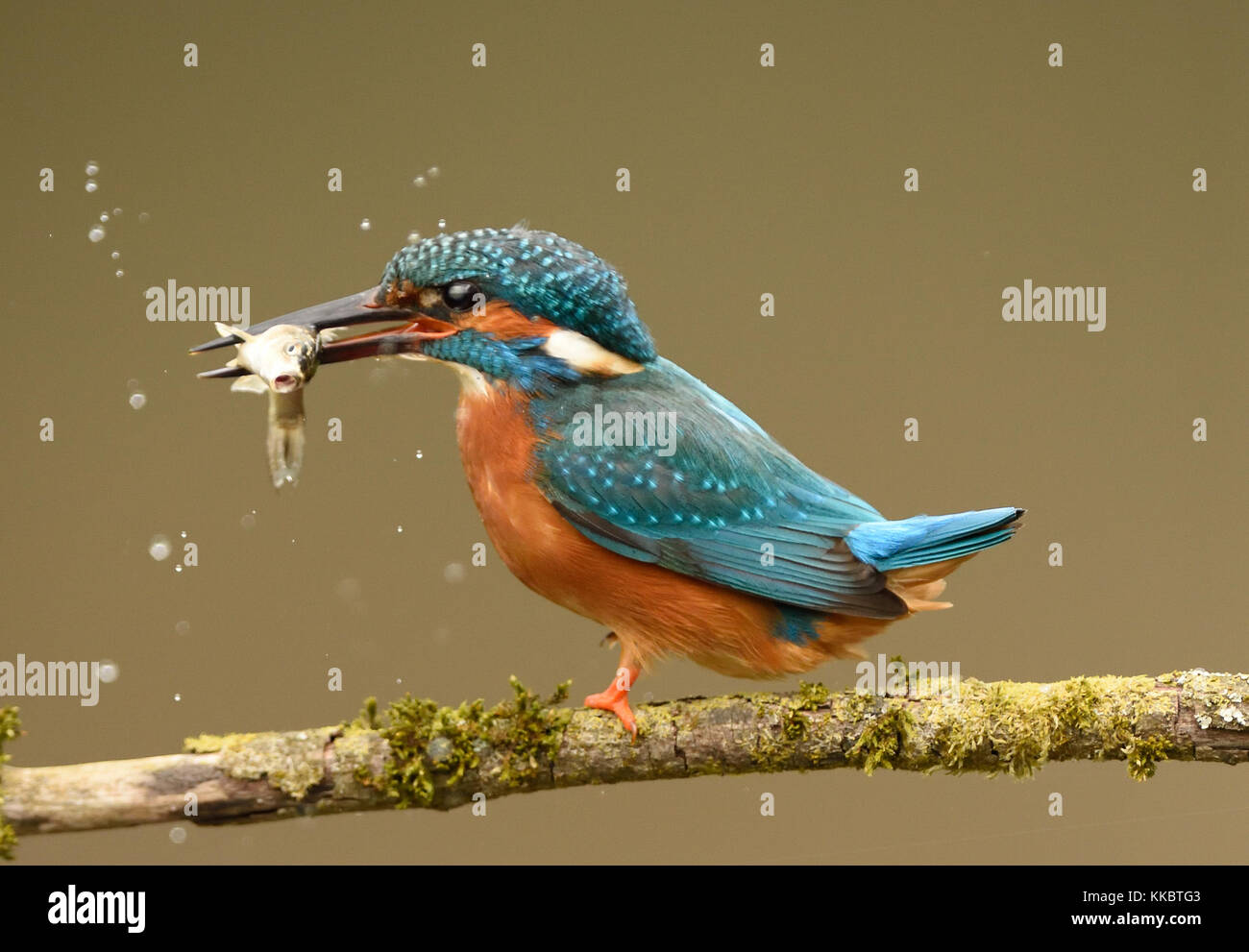 Eisvögel Stockfoto