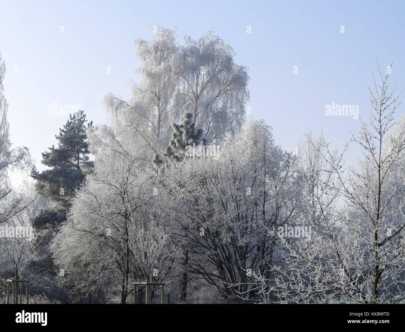 Frostiger Tag - Bäume mit Reiffrost bedeckt Stockfoto