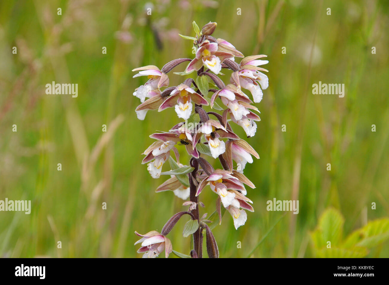 Marsh Helleborine Epipactis palustris 'Blumen' Juli August, in nassen sumpfigen Gebieten, Insekten bestäubt, Braunton Burrows, Devon, Großbritannien Stockfoto