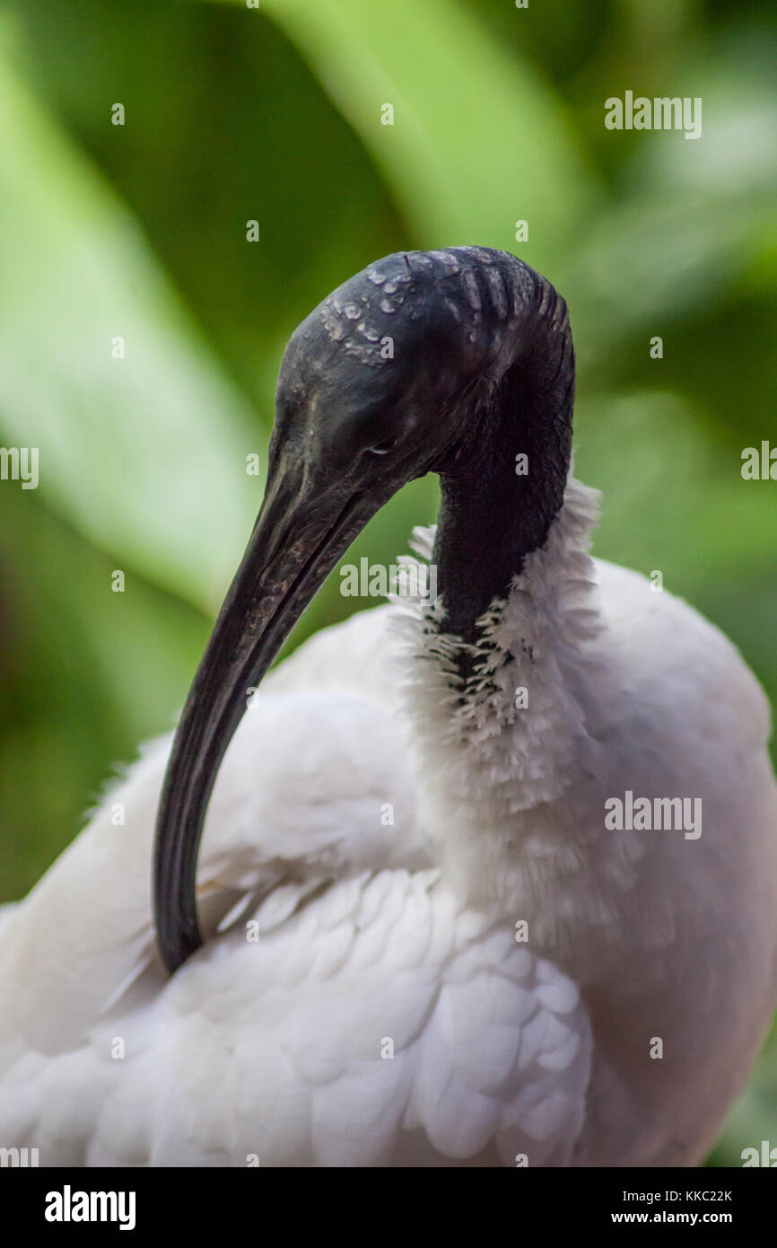 Nahaufnahme eines australischen White ibis Reinigung der Federn Stockfoto