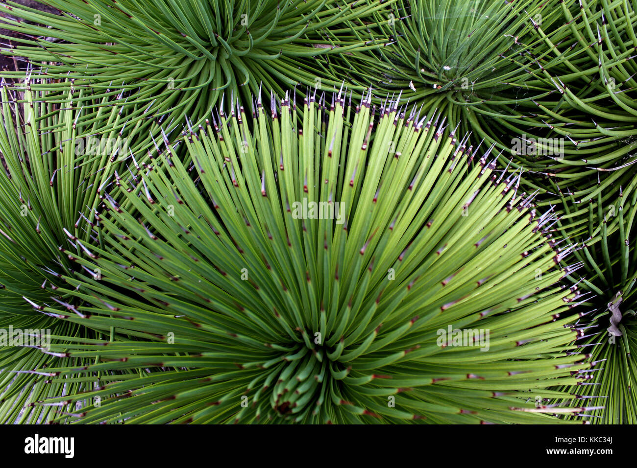 Kakteen - Sukkulenten Schuß von oben - Runde nach außen - grüner Hintergrund Stockfoto