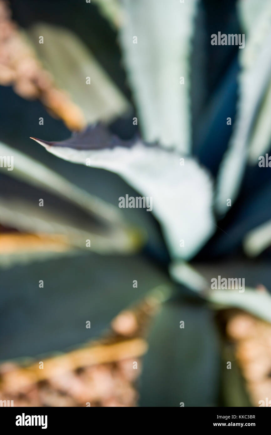 Eine Agave konzentrierte sich auf die scharfe Spitze von einem der dicken flechy verlässt. Stockfoto