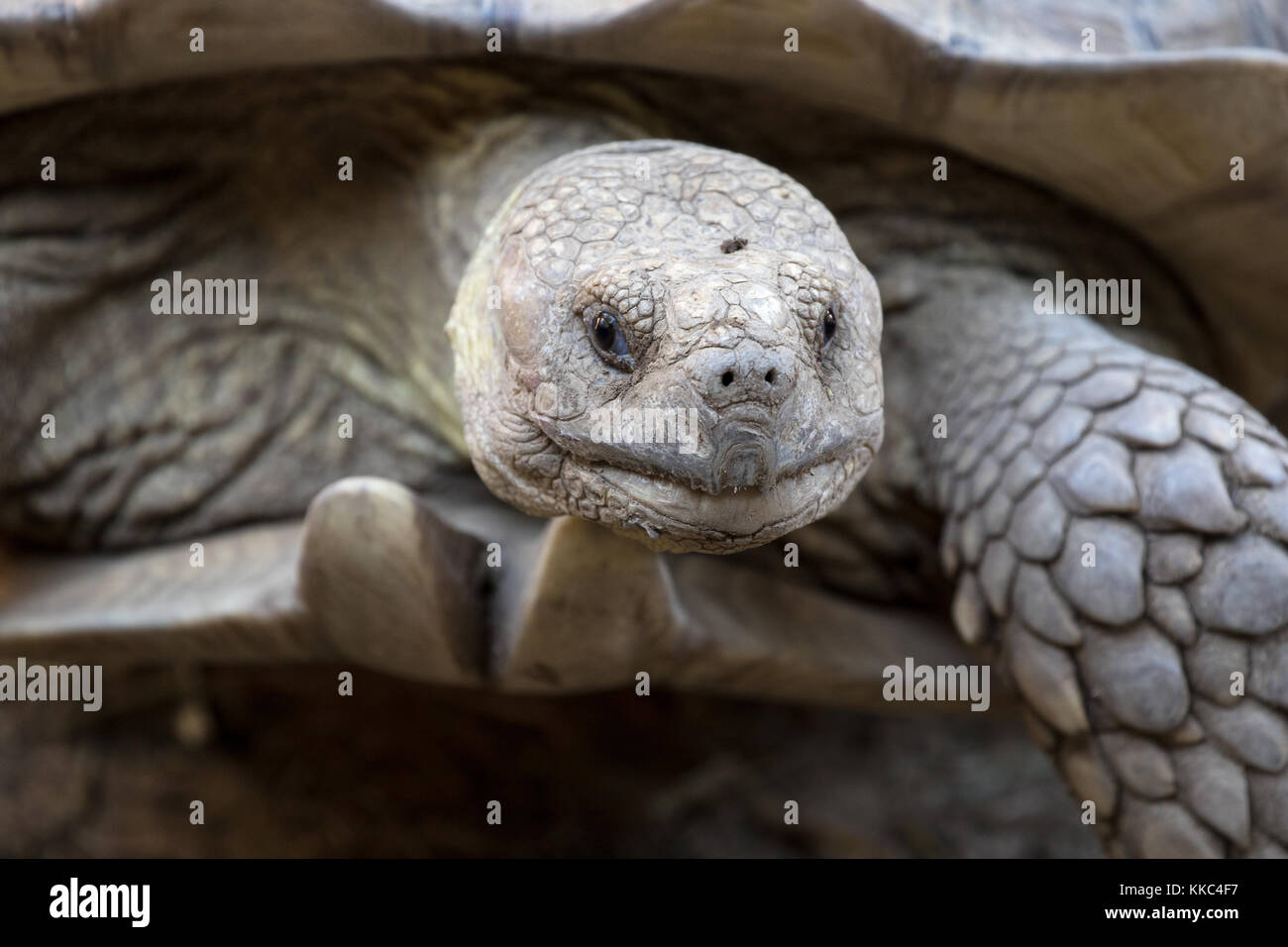 Afrikanische trieb Schildkröte - centrochelys Sulcata auch bekannt als Sulcata Schildkröte captive Muster. Stockfoto