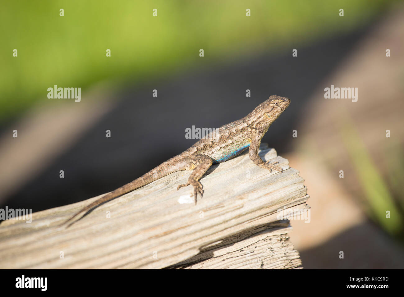 Eidechse Stockfoto