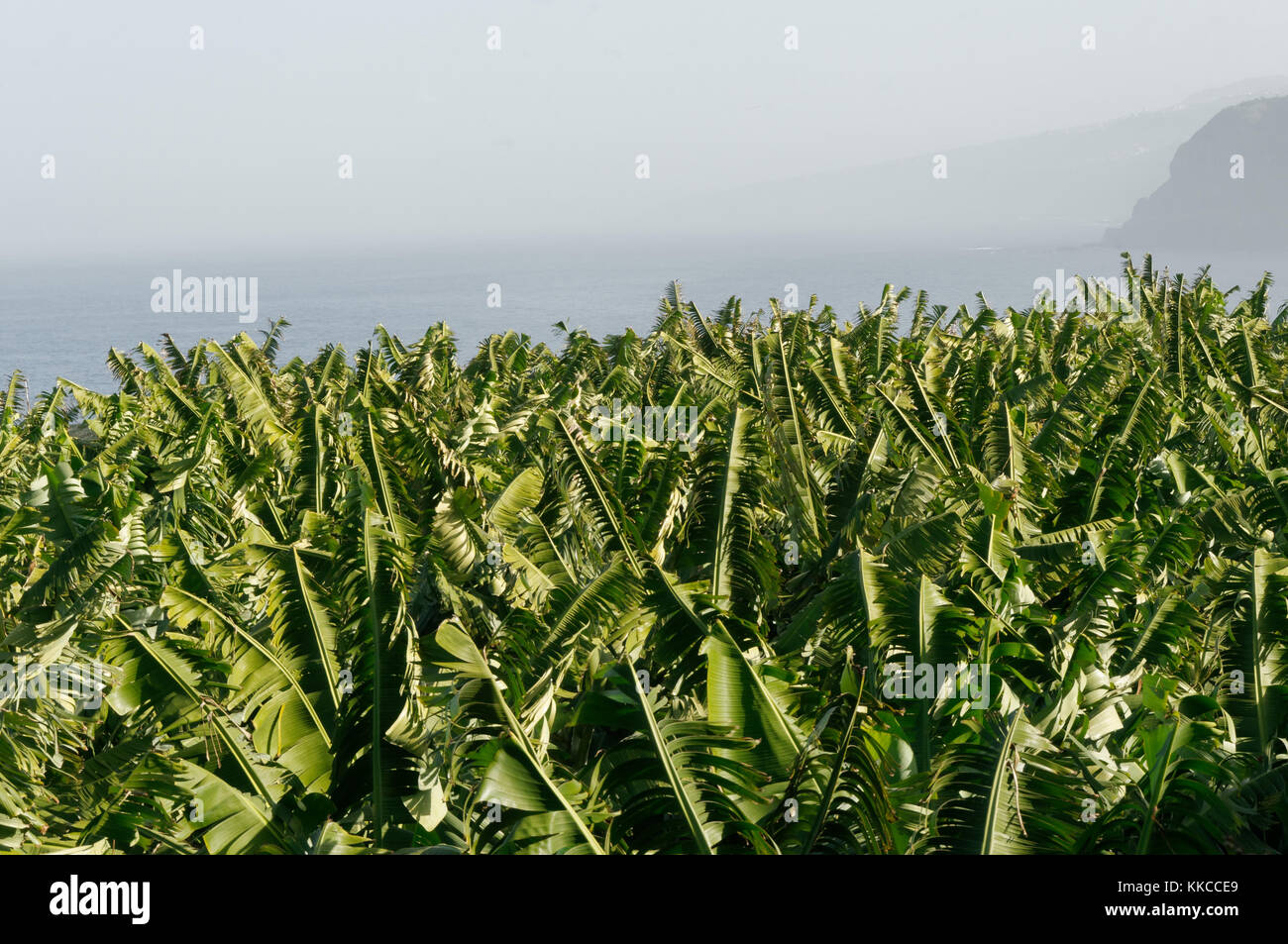 Bananen Plantage Plantagen Bananen pflanze pflanzen Teneriffa Kanarische Inseln Kanaren Stockfoto