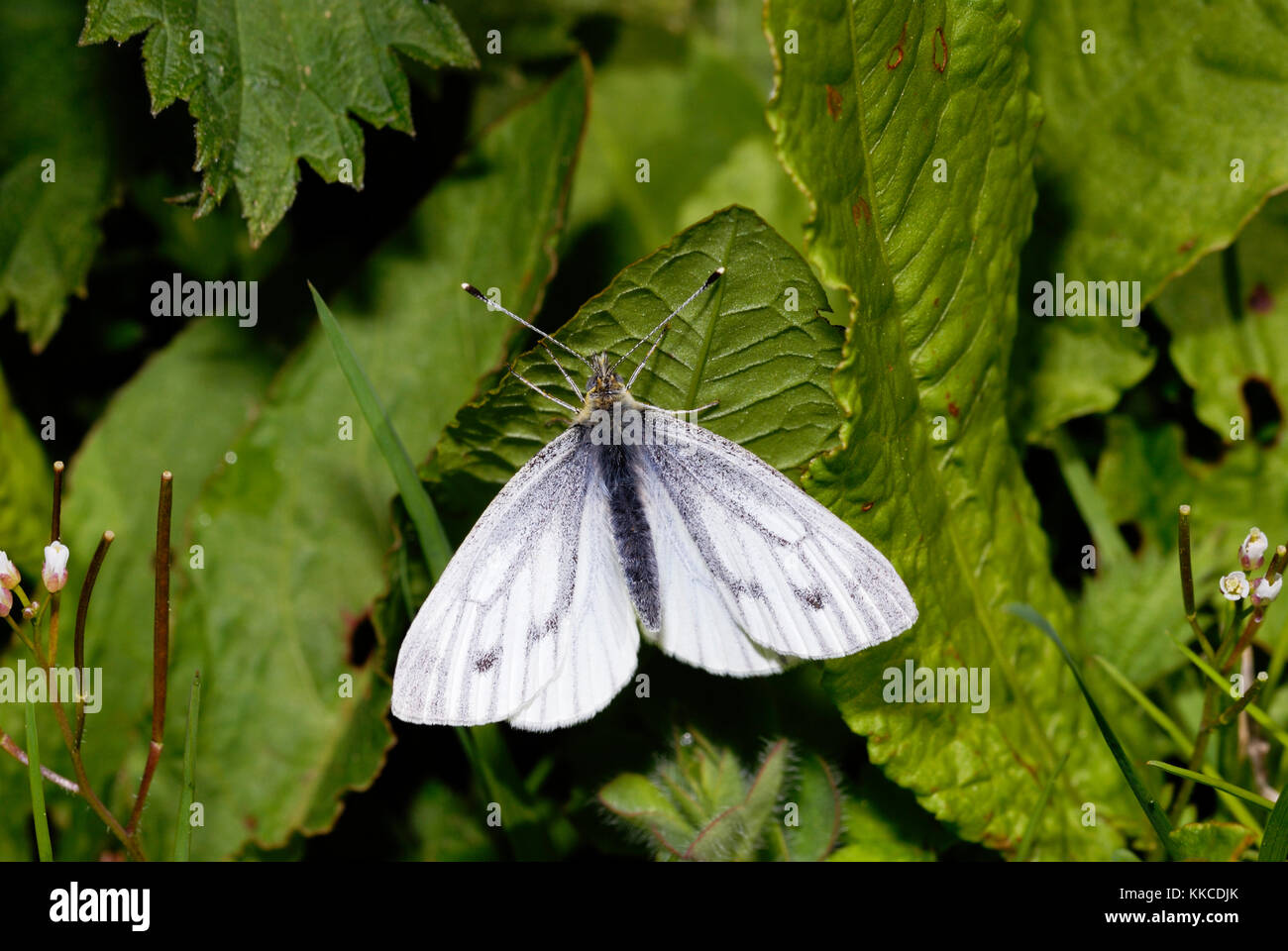 Rapsweißling Schmetterling, Pieris napi, Wales, UK. Stockfoto