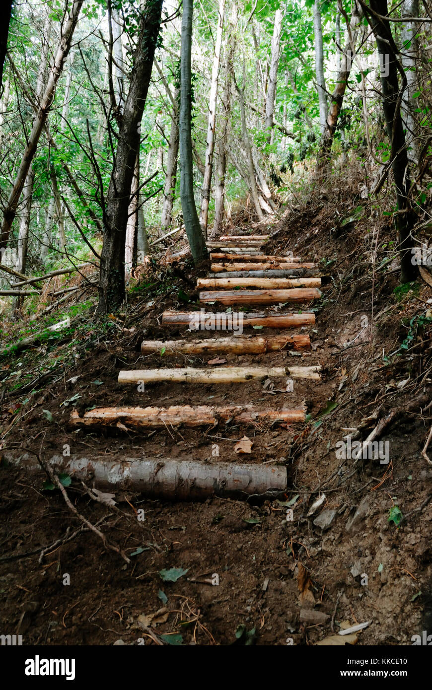 Die Schaffung eines steilen Weg durch den Wald mit rustikalen, geschält Rundholz Schnittholz als Schritte, Wales, UK. Stockfoto