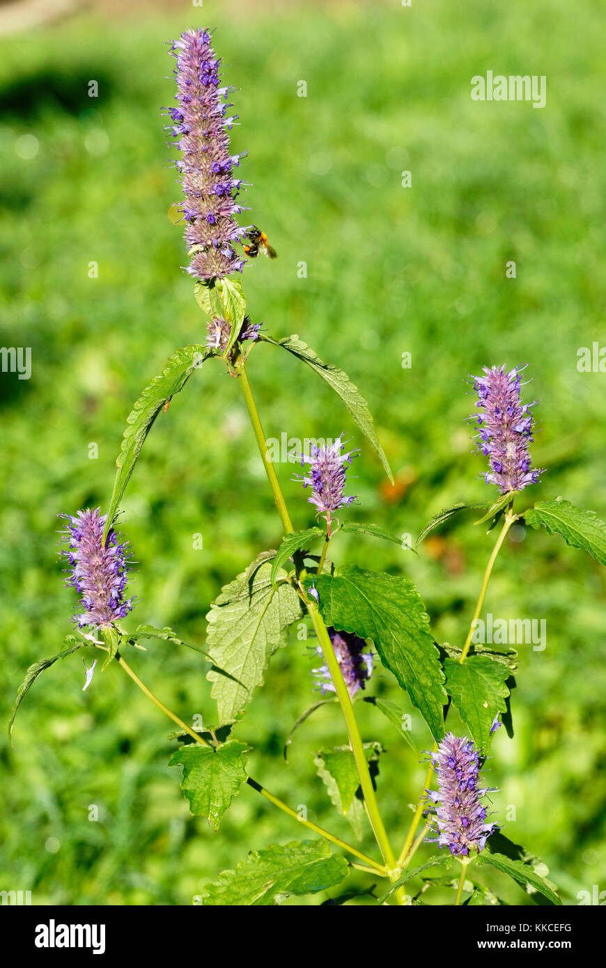 Agastache foeniculum, Anis Ysop Blumen. Stockfoto