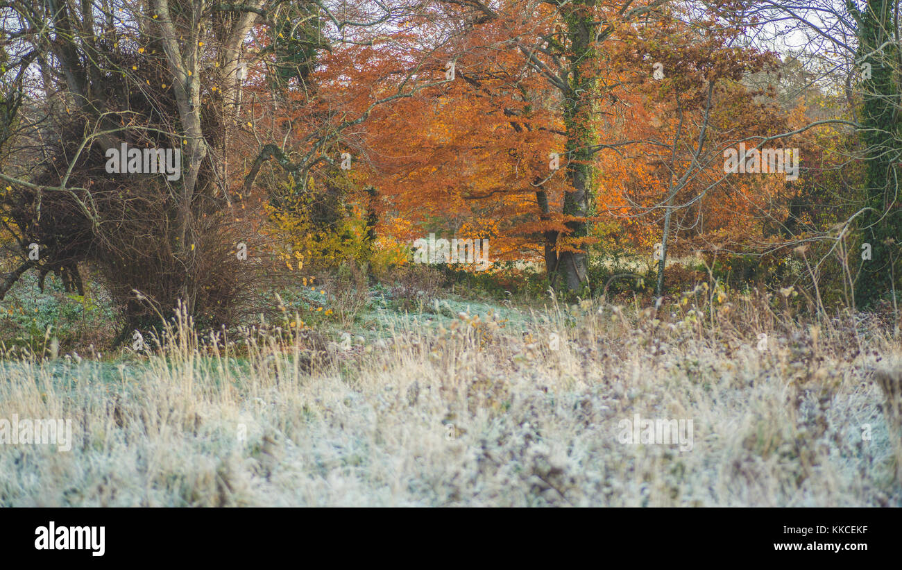 Erste Anzeichen des Winters mit frostigen Rime für castletown Park. kaltem Wetter die Temperatur unter Null schlagen in celbridge, Kildare, Irland Stockfoto