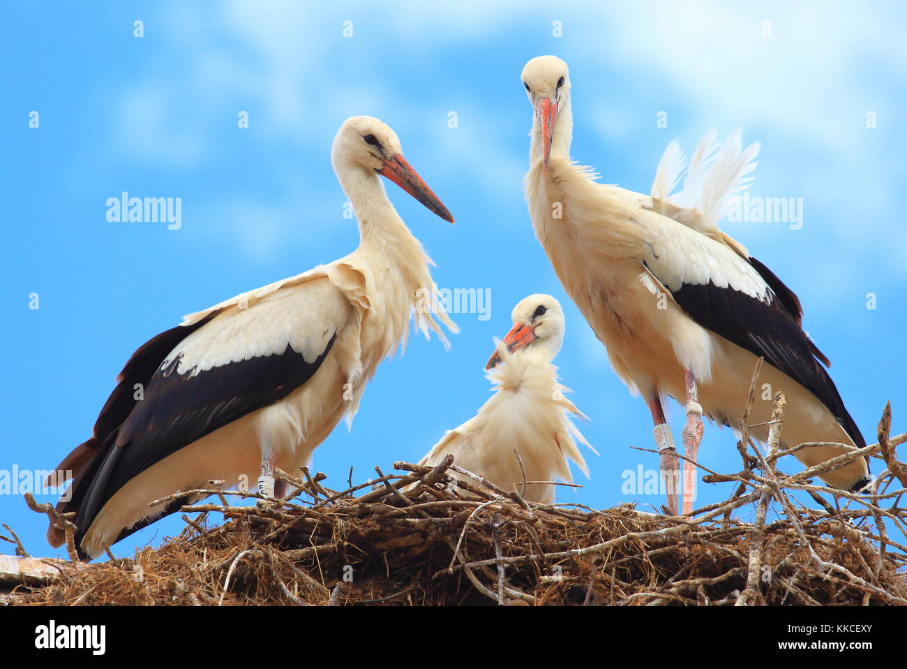 Störche im Nest auf Hausdach, Naturpark Lonjsko Polje, Kroatien Stockfoto