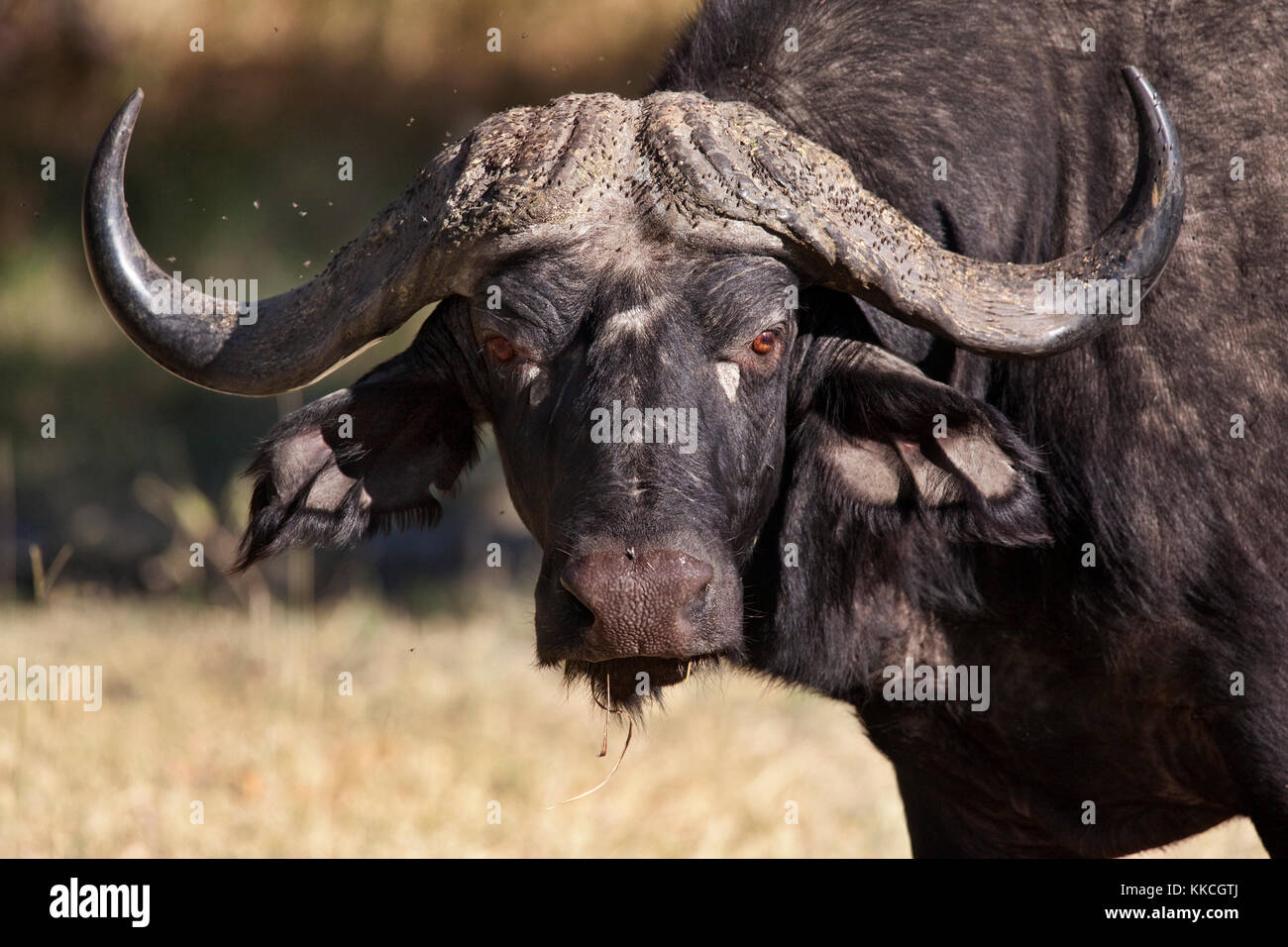 Büffel (Syncerus Caffer) in der Region Xakanaxa des Okavango Delta in Botswana. Stockfoto