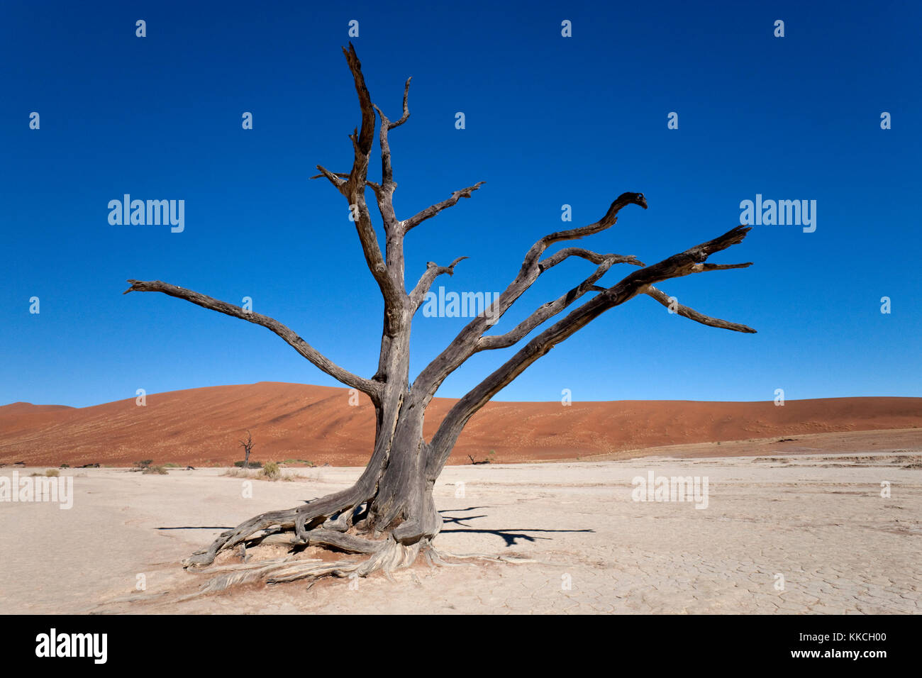 Versteinerter Baum im Dead Vlei Salzpfanne in der Nähe von Sossusvlei in der Namib Wüste in Namibia Stockfoto