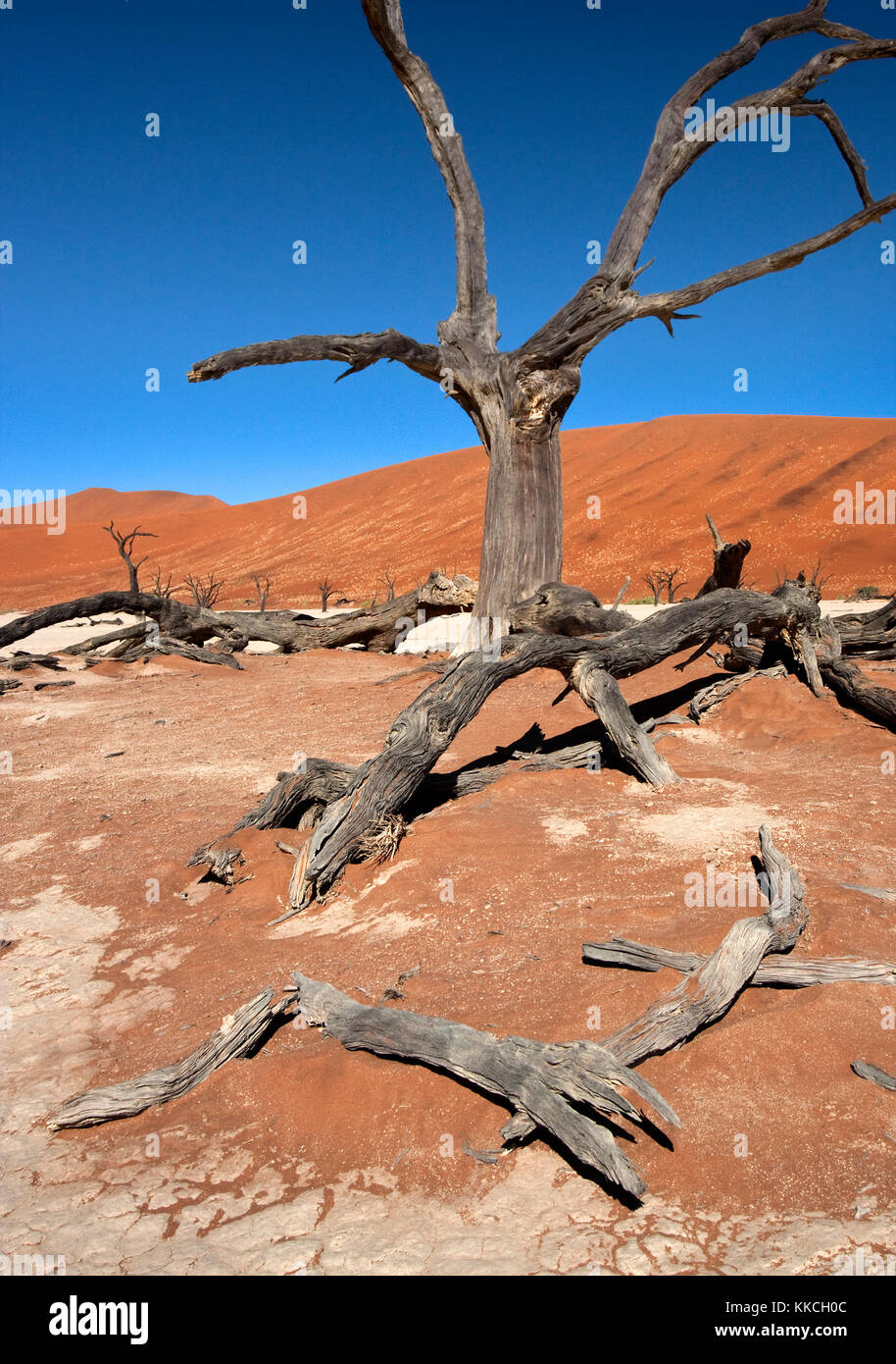 Versteinerter Baum im Dead Vlei Salzpfanne in der Nähe von Sossusvlei in der Namib Wüste in Namibia Stockfoto