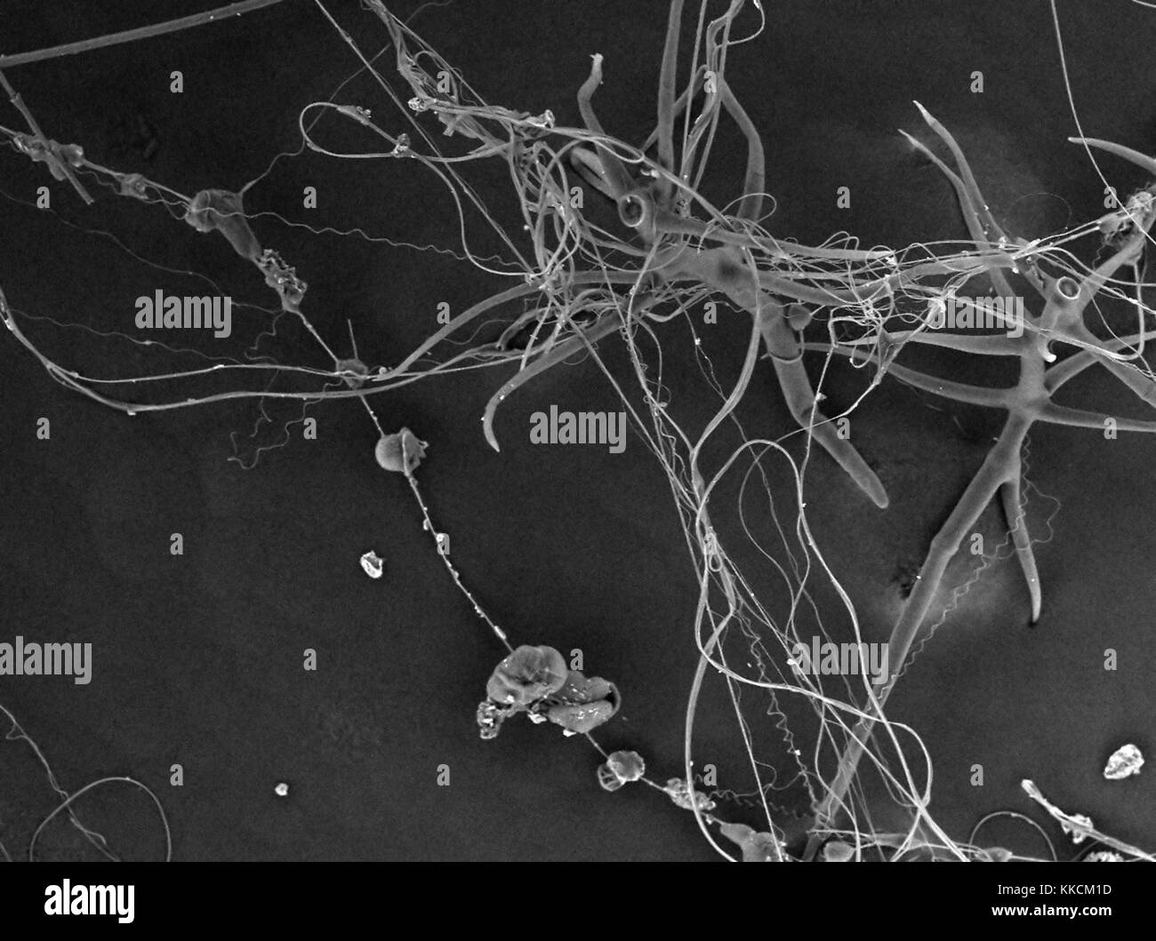 Rasterelektronenmikroskop (REM) Aufnahme, die Spinnenseide, einschließlich Gewinde, hydrogel und nano-fibrille Seide Arten, bei einer Vergrößerung von 250 x, 2016. Stockfoto
