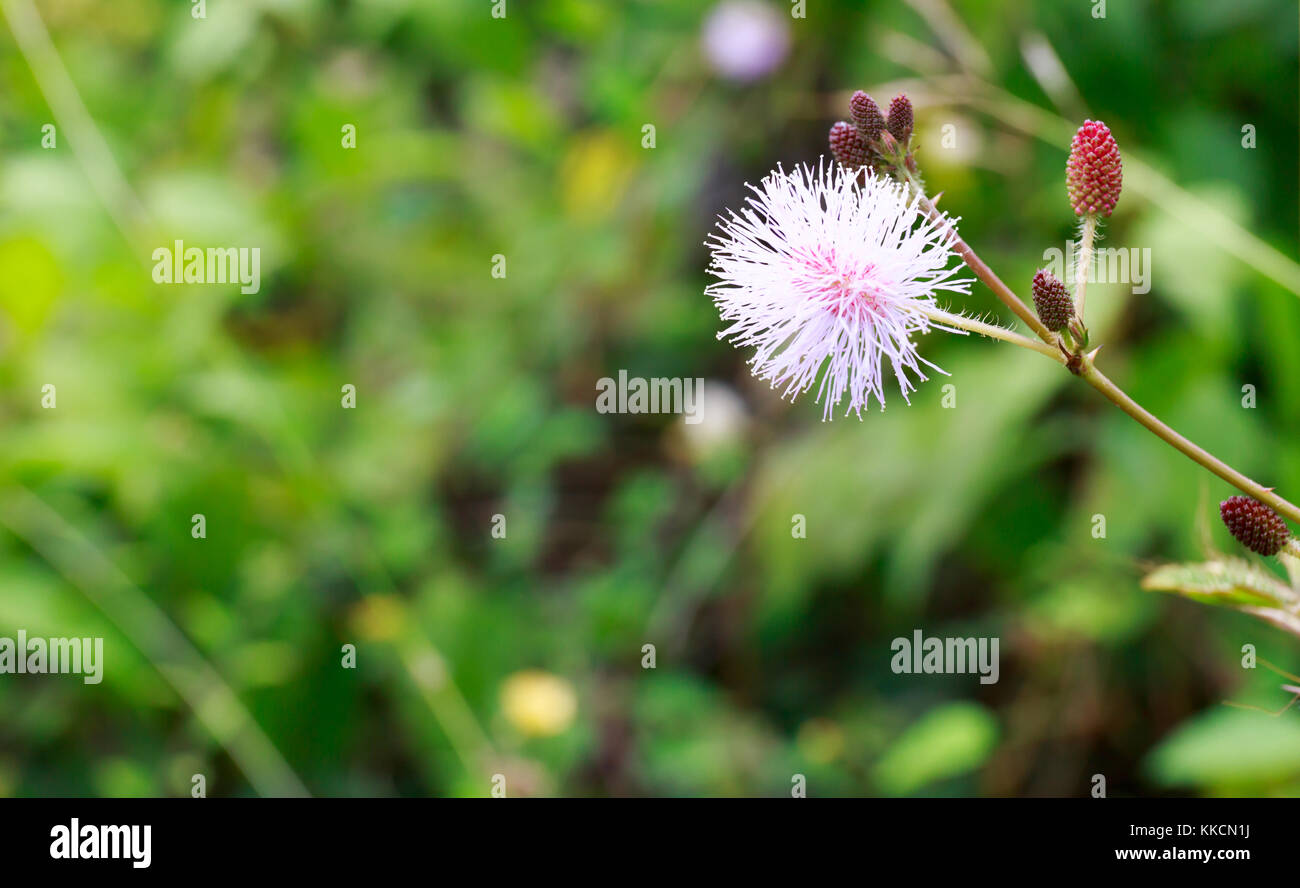 Sensible Pflanze, auch Touch-me-not, Mimosa Pudica oder Shy Plant mit verschwommenem Hintergrund genannt. Stockfoto