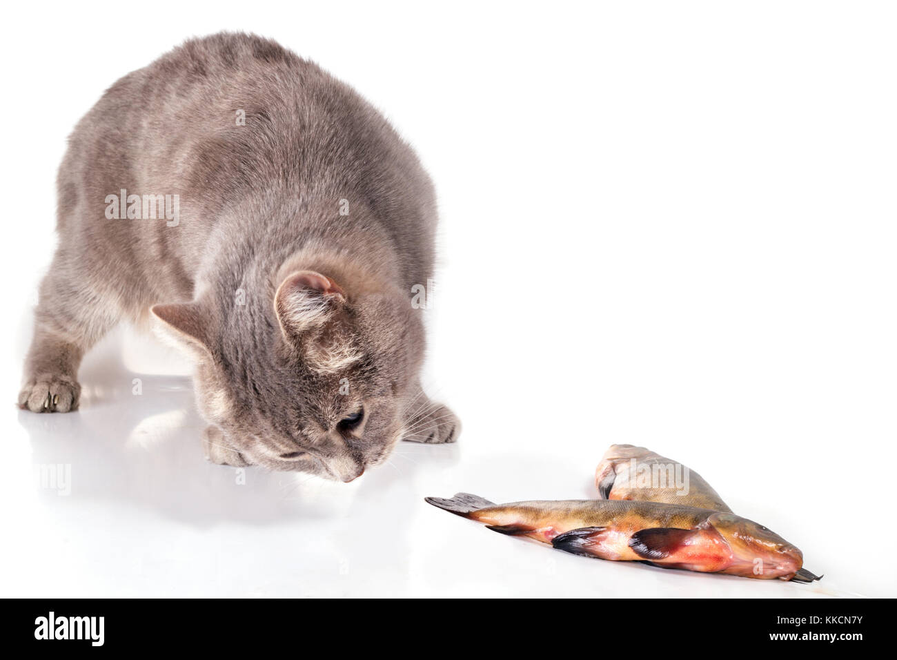 Katze und Fisch auf einem weißen Hintergrund. Die graue Katze schleicht zu fischen. Fische in der Nähe von eine Katze liegt. Hautnah, selektiven Fokus Stockfoto