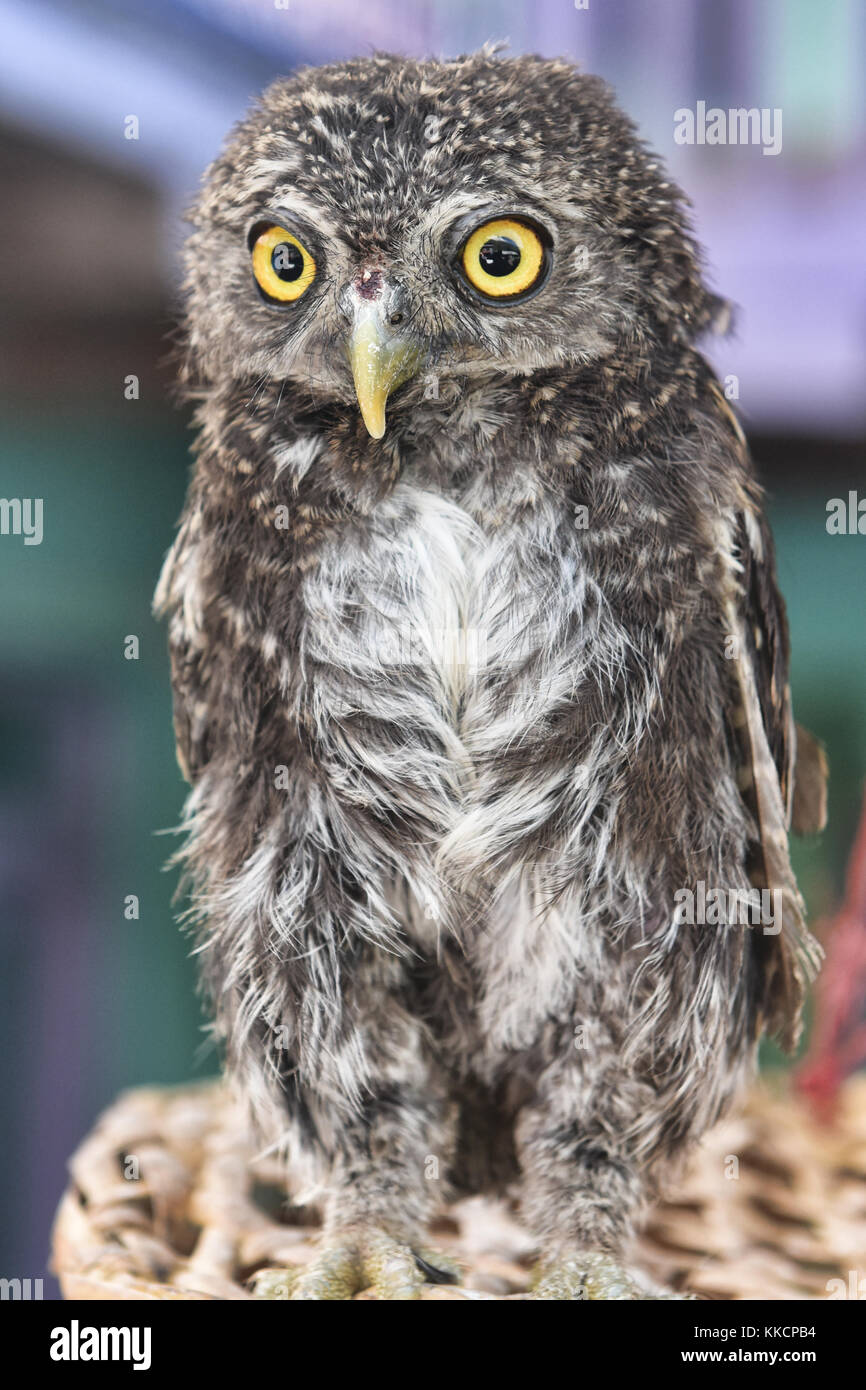 Baby owlet in einem Dorf entlang der manaslu Circuit, Nepal Stockfoto